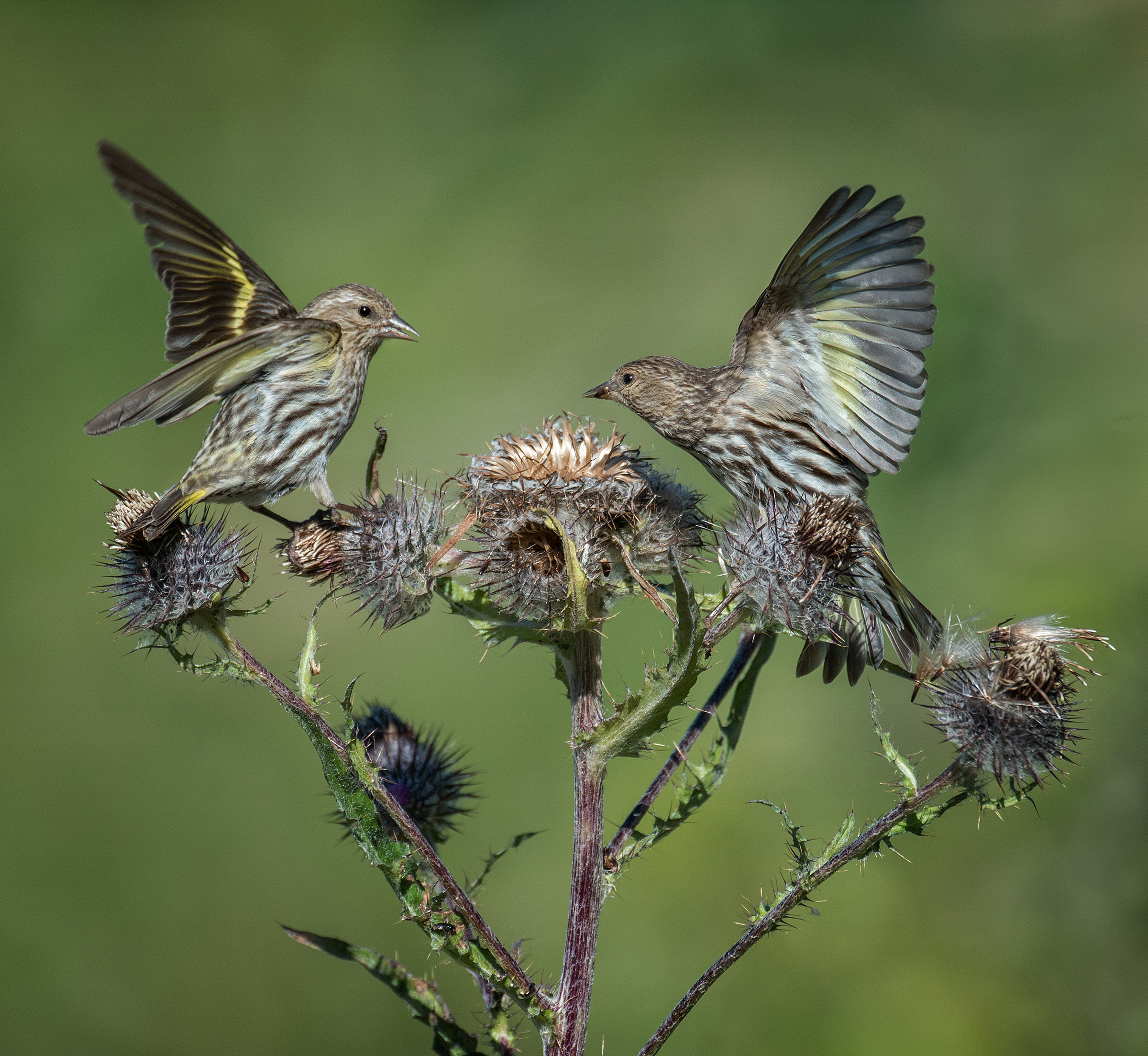 Two pine siskins, streaky with flashes of yellow, lift off, facing each other with wings fully extended upwards toward the sky. Behind the siskins, the background is a soft blurred variety of green foliage bringing the birds forward, so close you feel like you could touch them. 