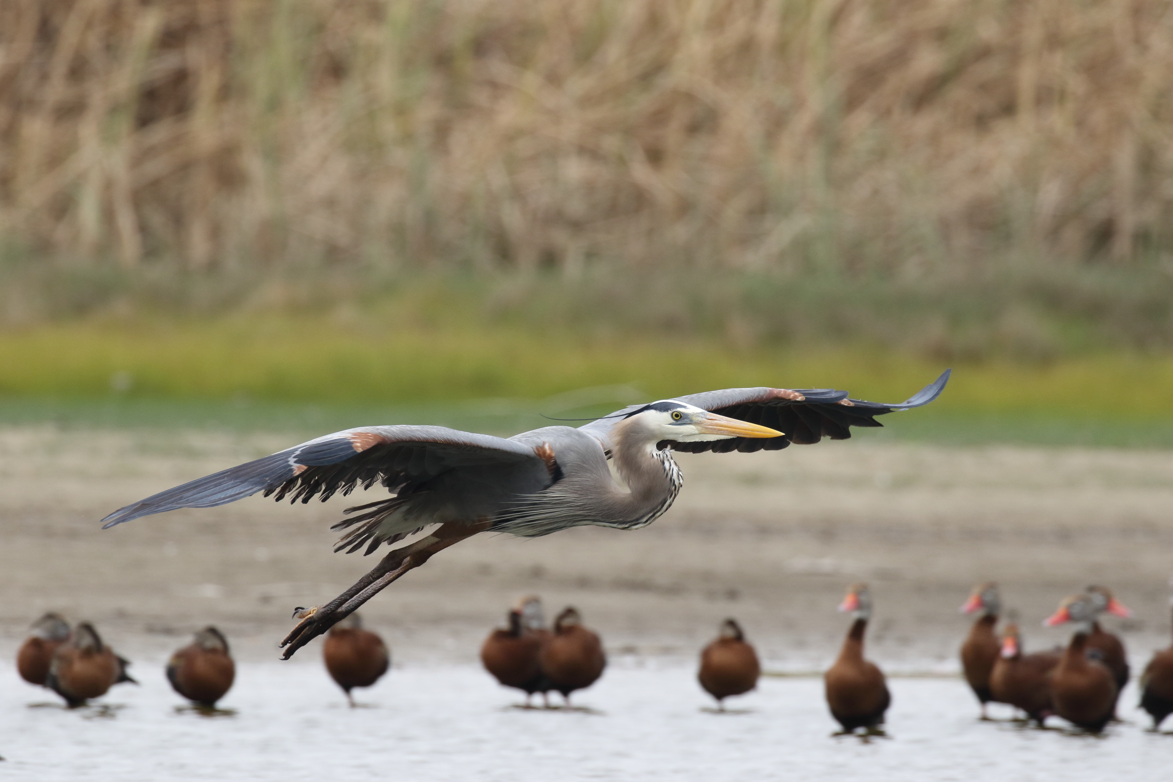 Great Blue Heron and Black-bellied Whistling Ducks. Photo: Anthony Clements/Audubon Photography Awards.