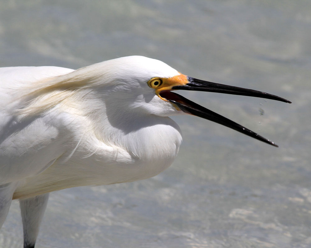Snowy Egret with its bill open.