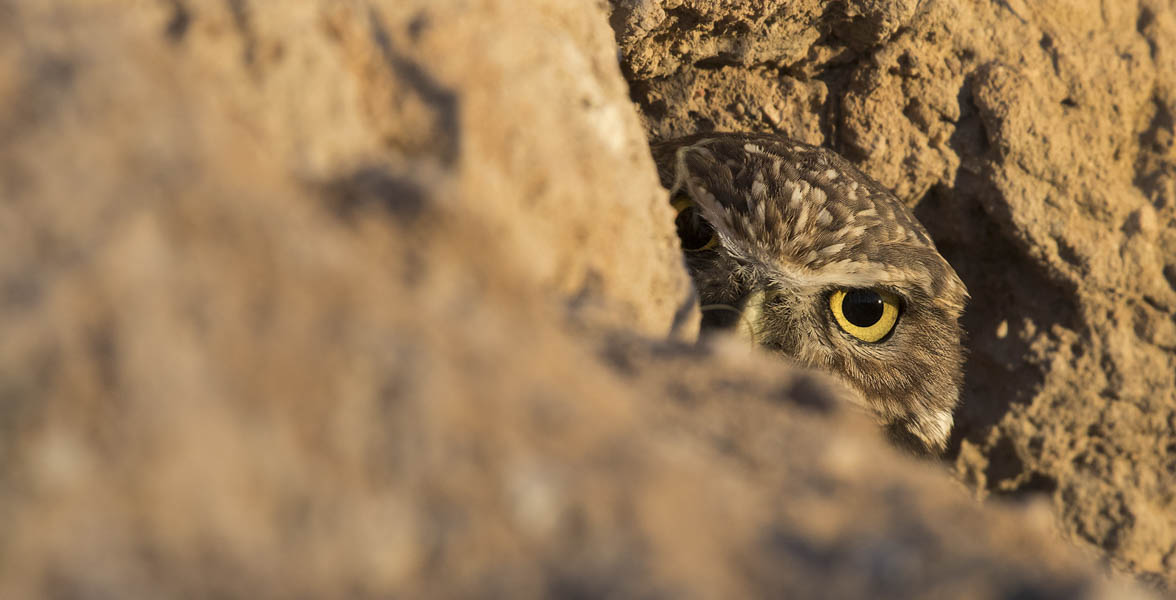 A Burrowing Owl peeks out of a burrow.