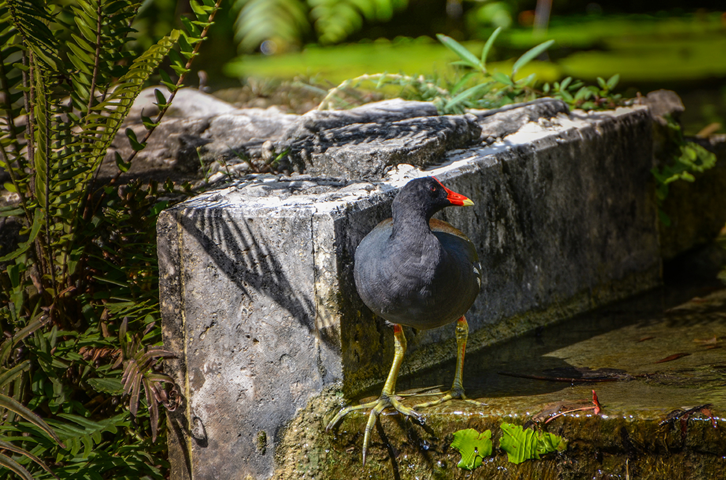 A Common Gallinule stands at the edge of a water body, with a big cement brick in the background.