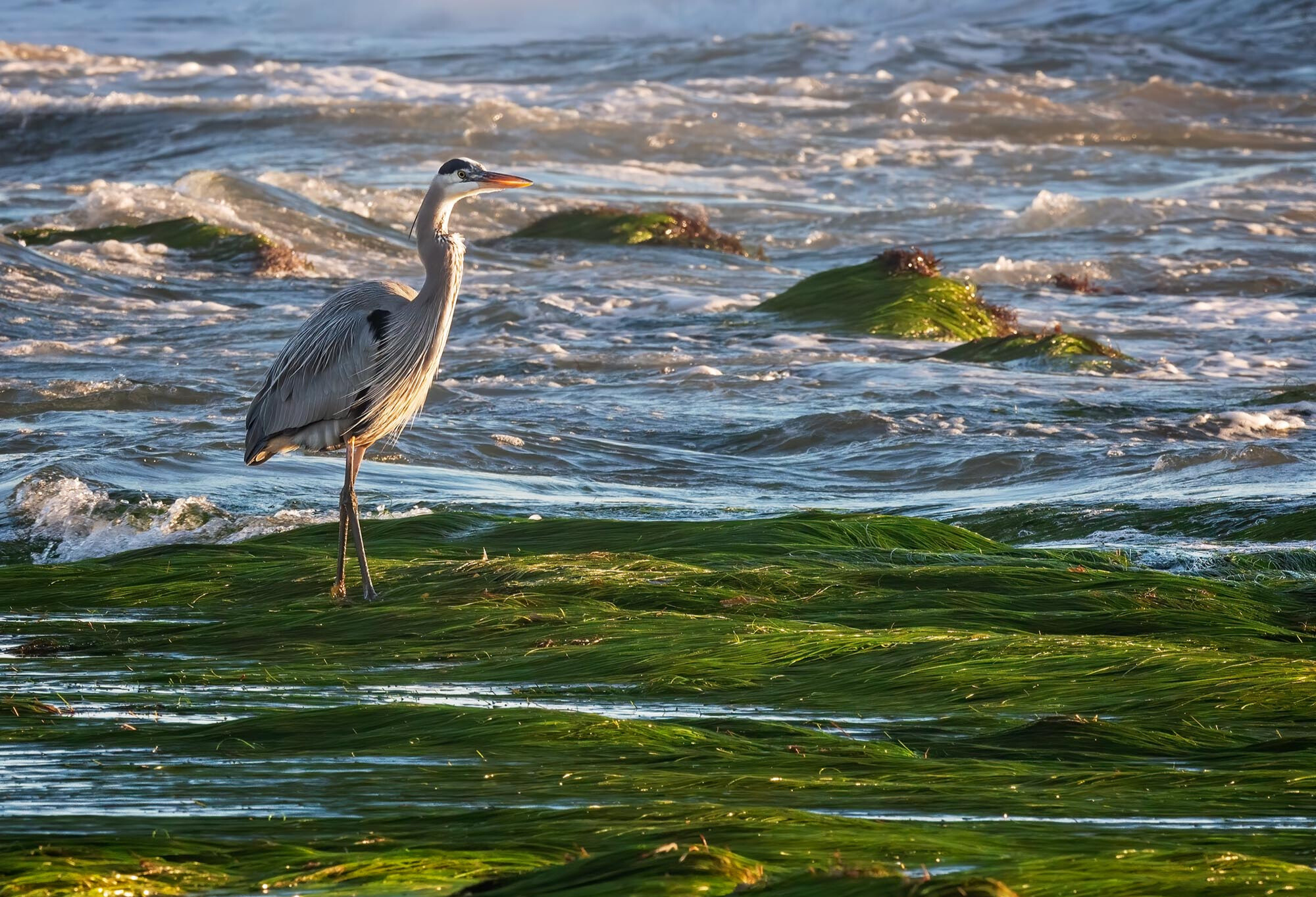 Eelgrass revealed at low tide with Great Blue Heron. 