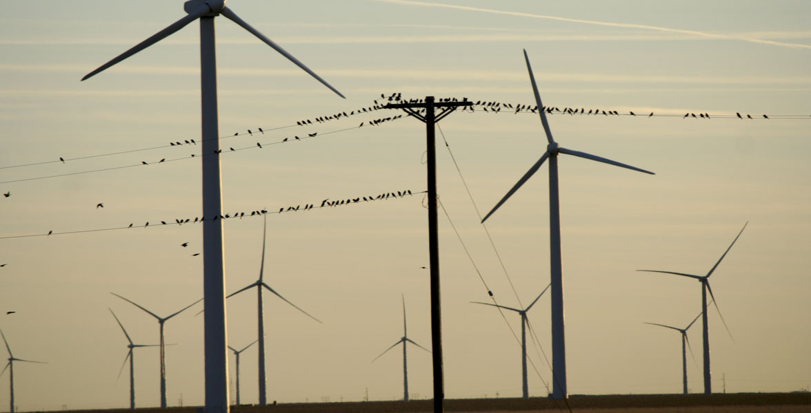 Silhouetted wind turbines and power lines. Birds are perched on the power lines.
