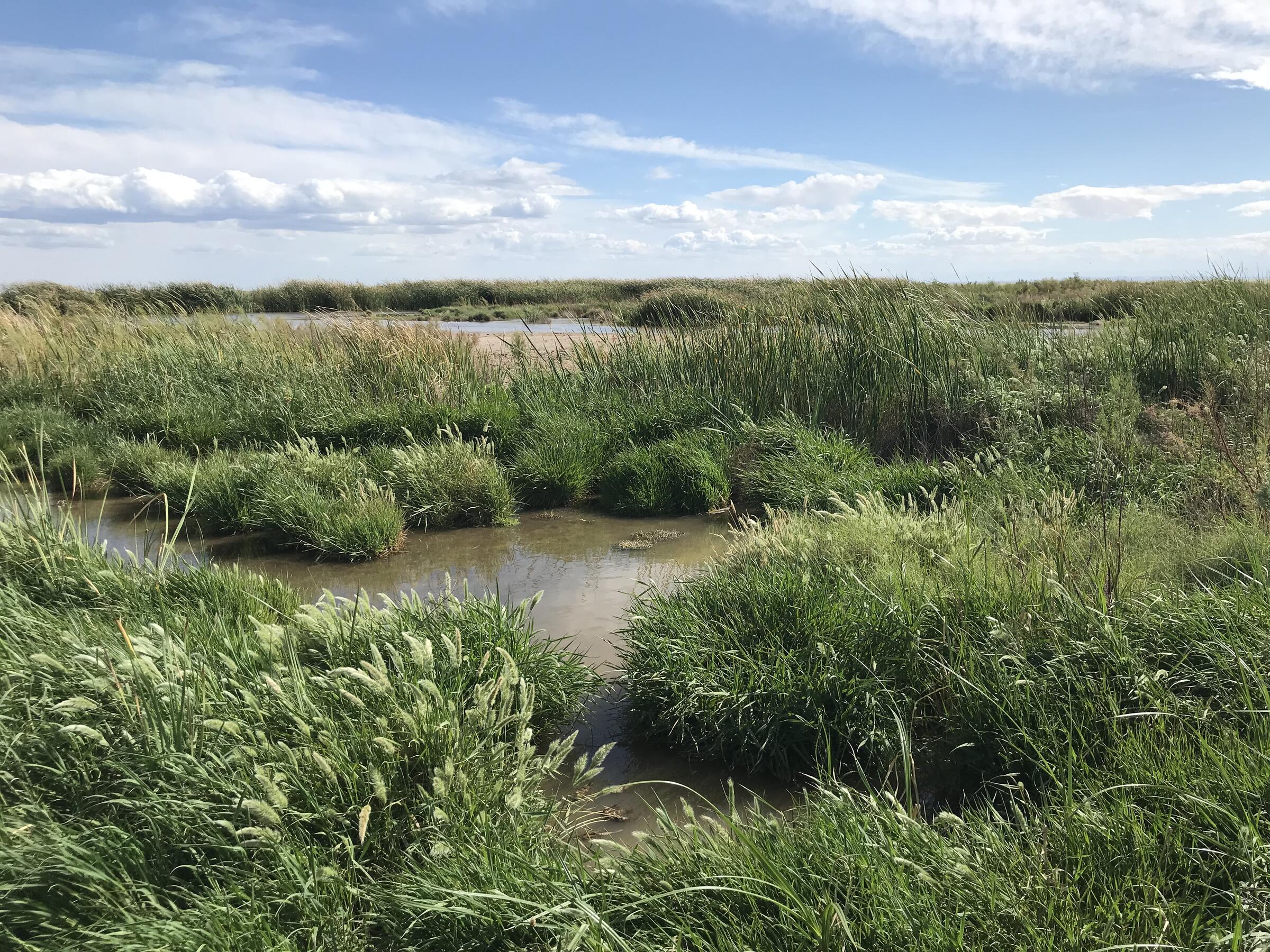 Bombay Beach Wetland