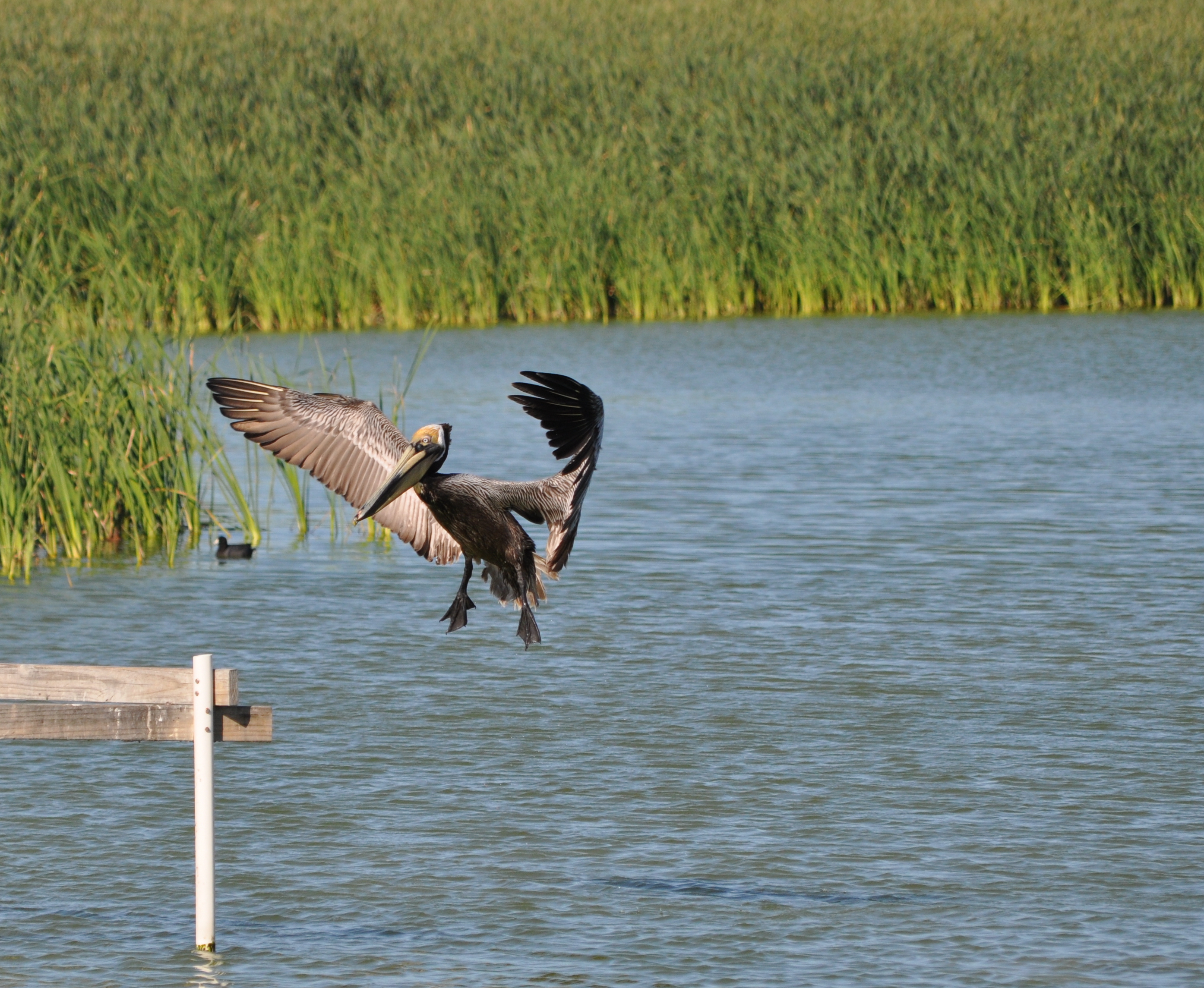 Brown Pelican landing on a dock, with water and marsh grass in the background. Photo: Mannish Assar/Audubon Photography Awards.