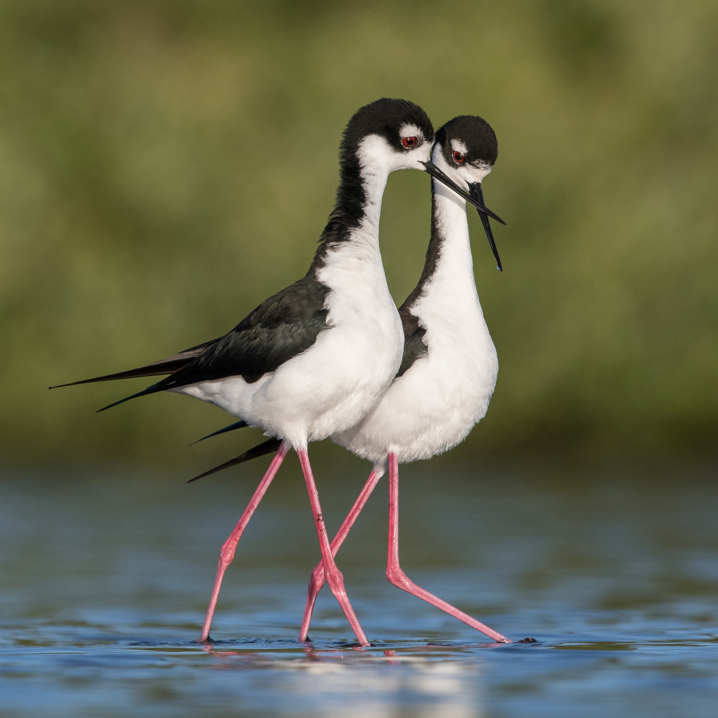 Black-necked Stilts