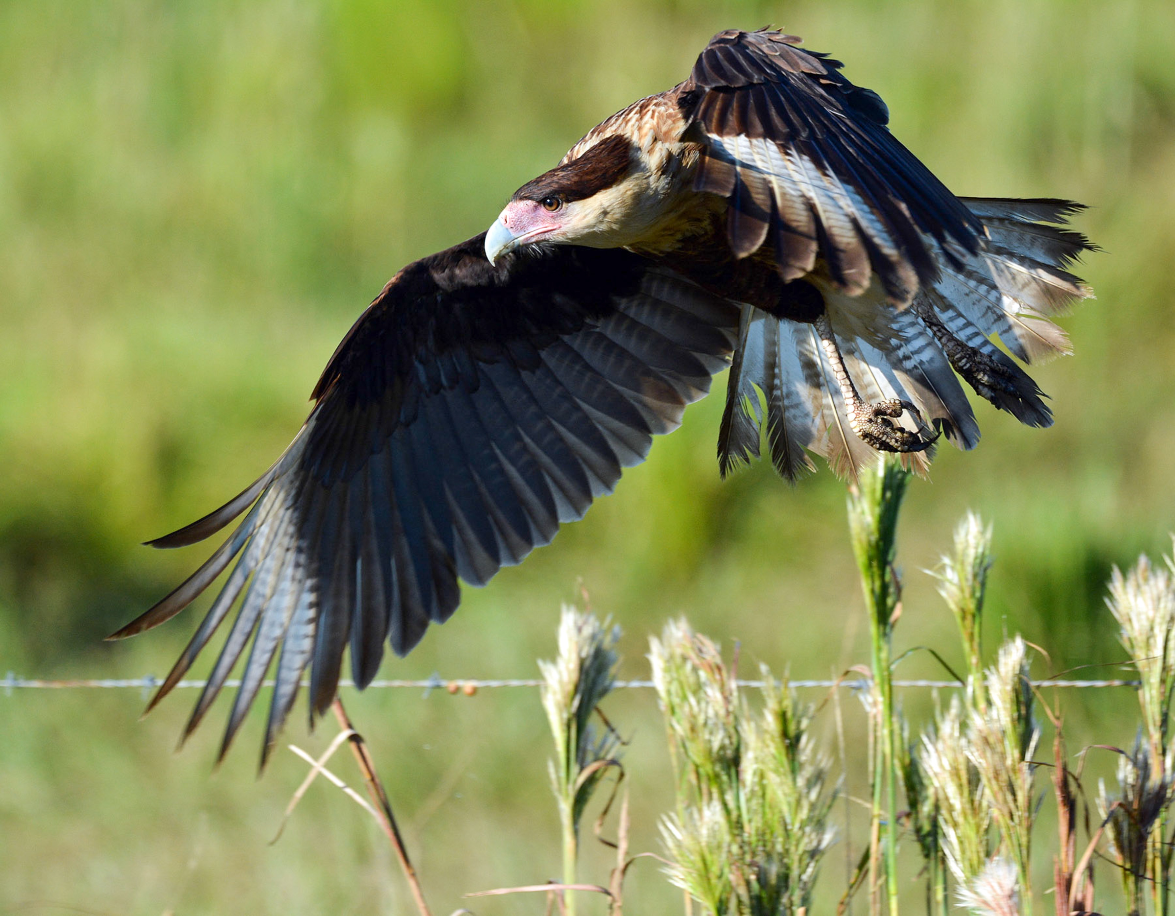 Crested Caracara in flight over grasses.