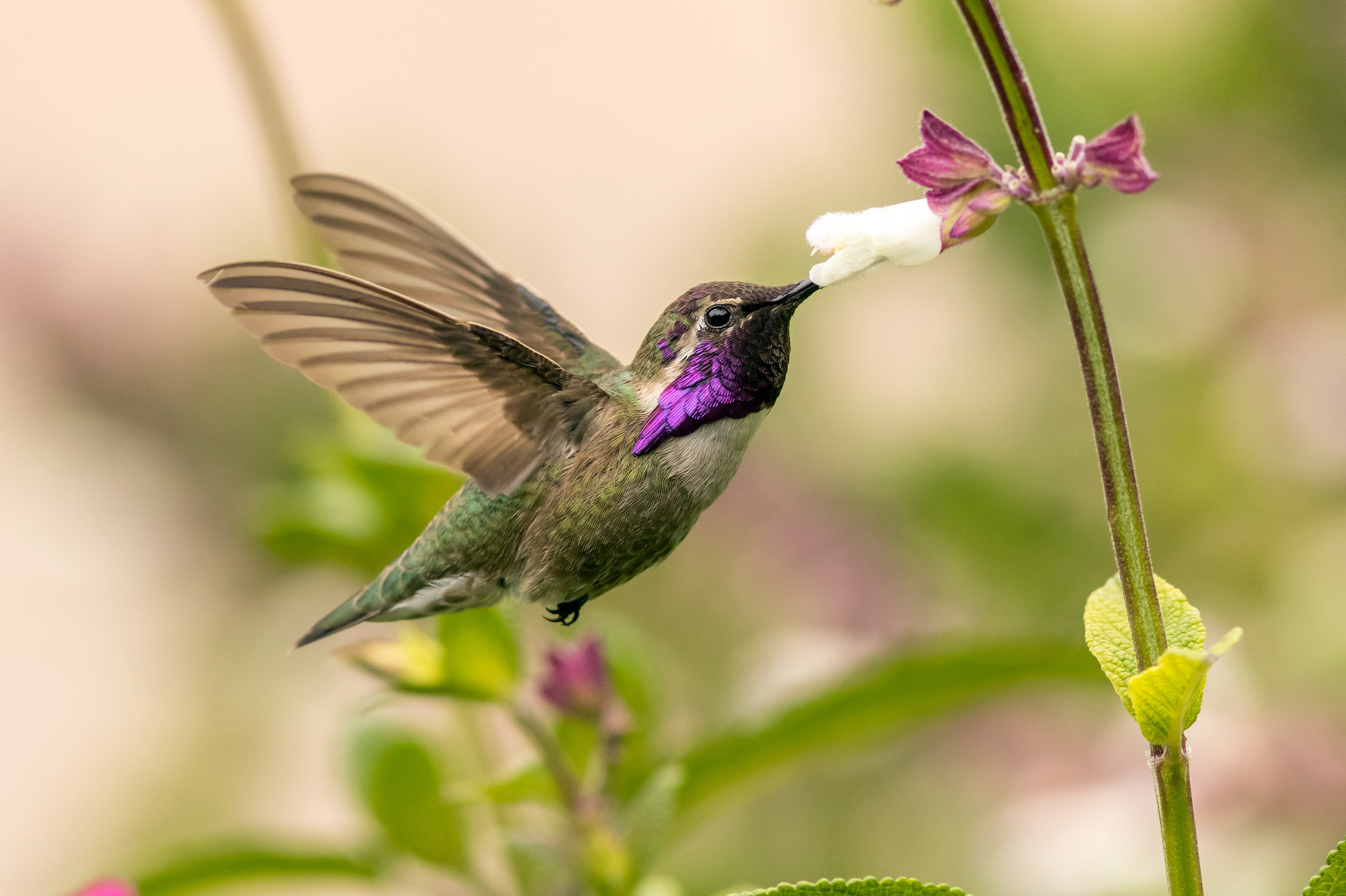 Costa's Hummingbird. Photo: Mick Thompson