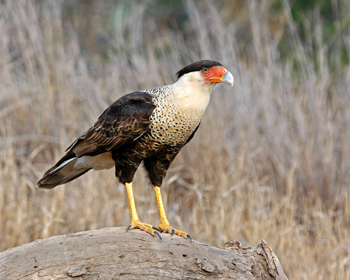 Crested Caracara sitting on a log, with grass in the background.