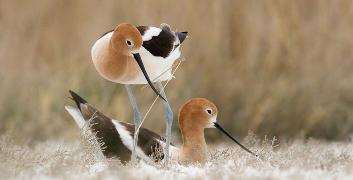 Two black, white, and rust-colored shorebirds in short, dry vegetation.