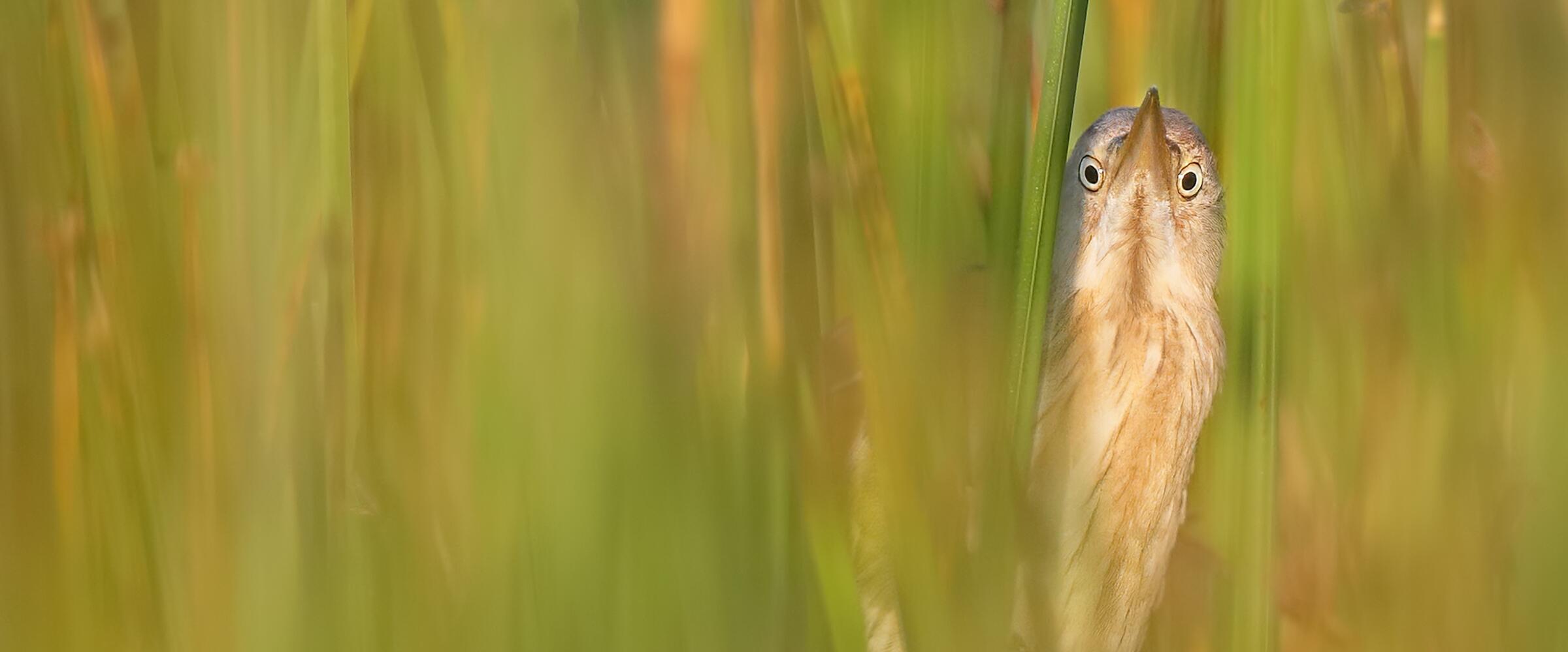 Least Bittern. Photo: Joshua Galicki/Audubon Photography Awards.