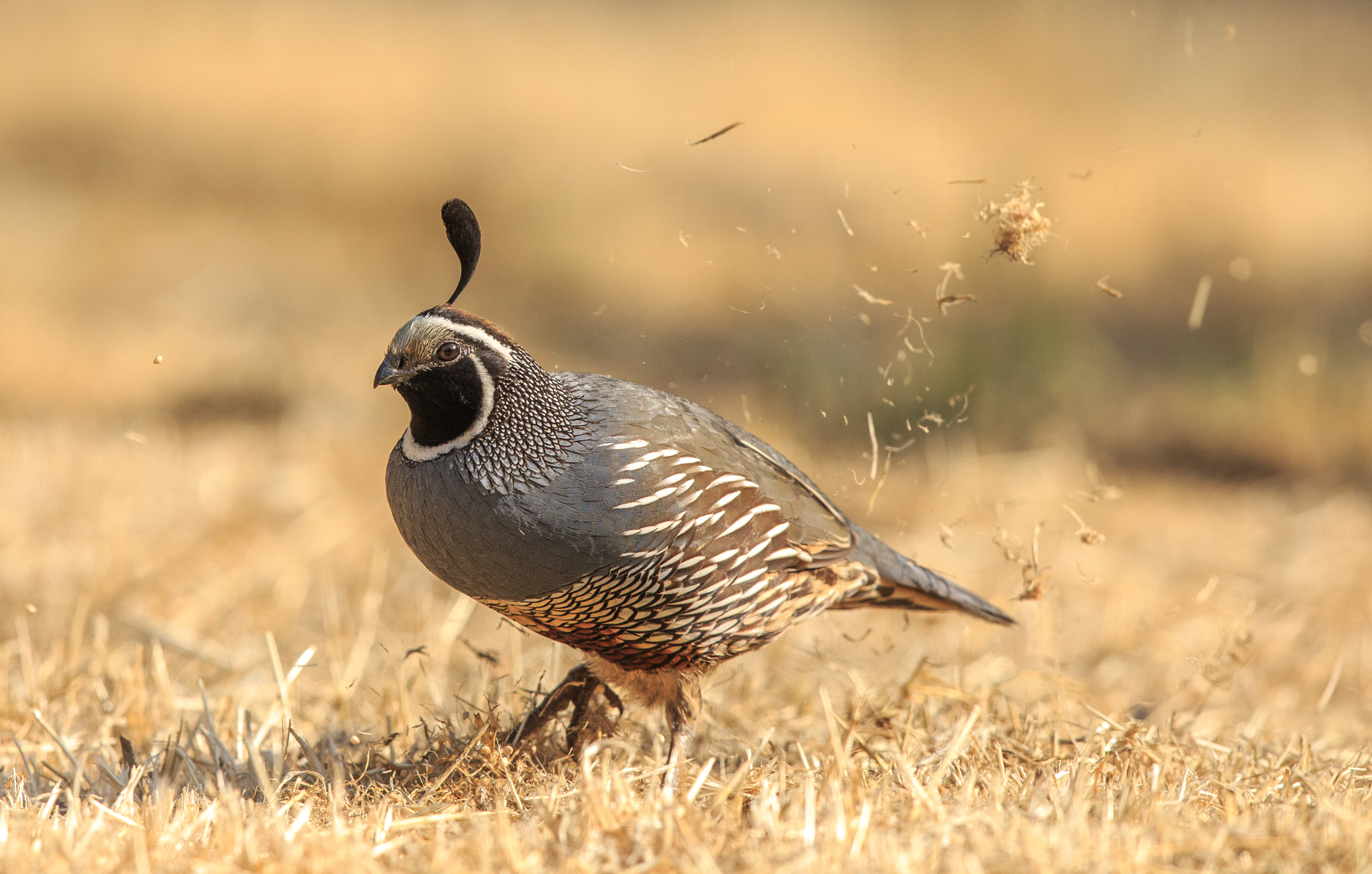 California Quail. 