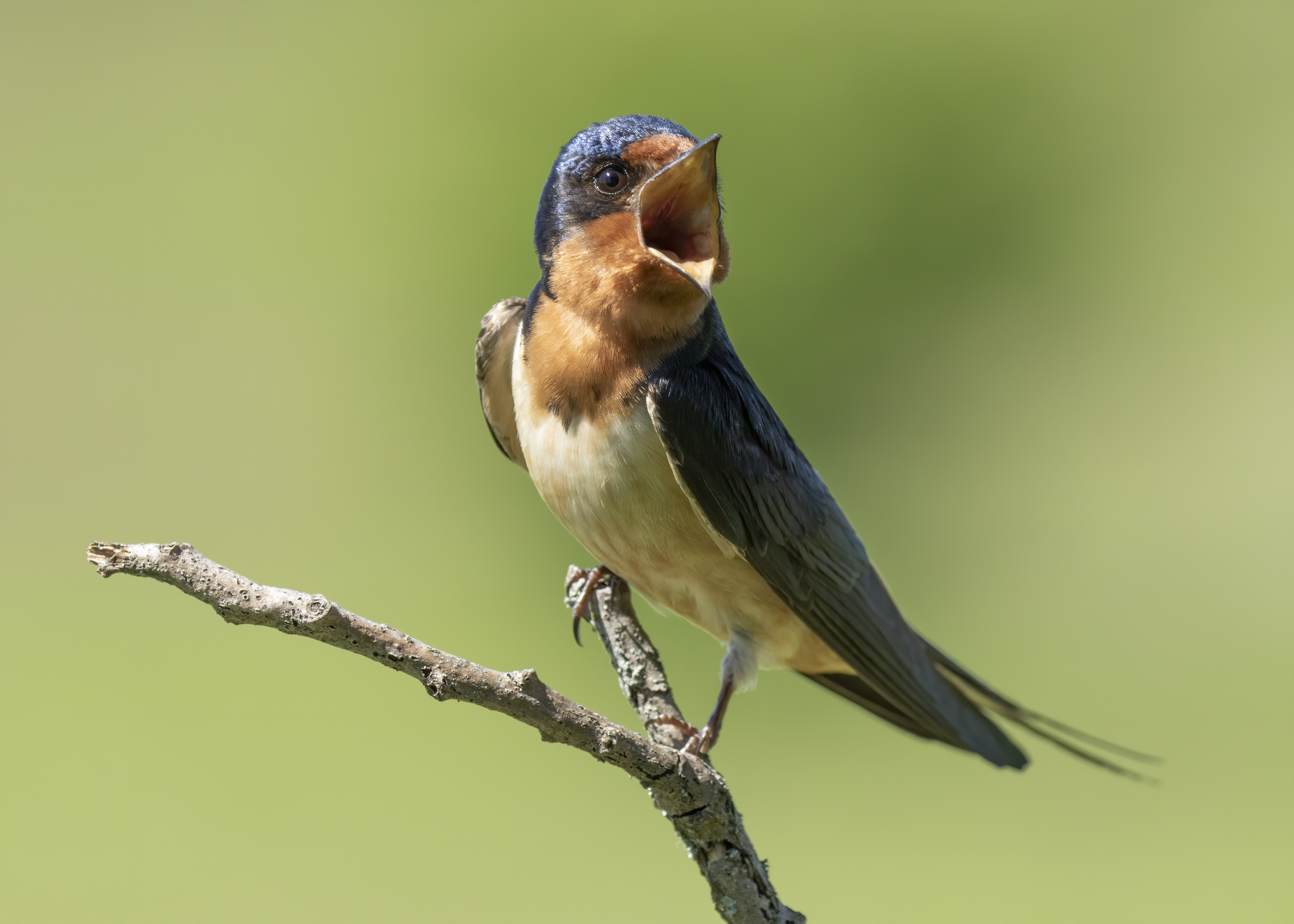 A Barn Swallow sitting on a stick with its mouth wide open.