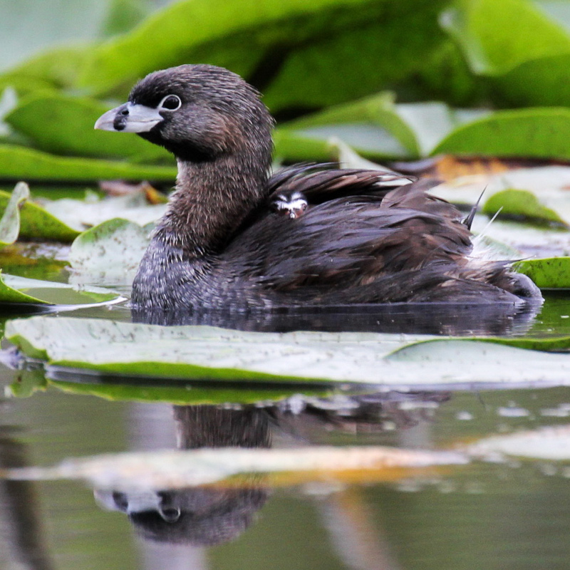 Marsh birds like Pied-billed Grebes require high quality wetlands to thrive in the Great Lakes.