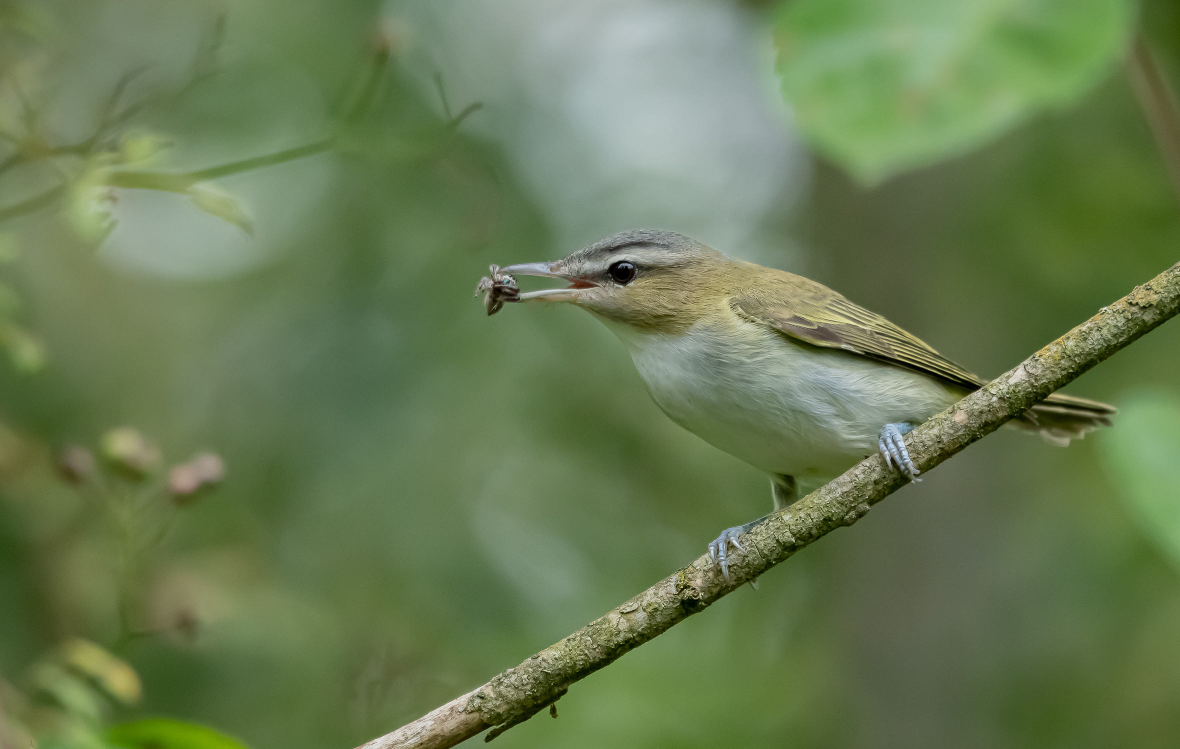 Red-eyed Vireo standing on a branch, with green in the background.