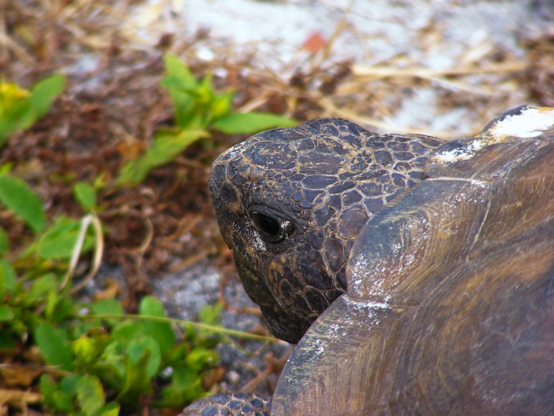 Close up of a gopher tortoise head