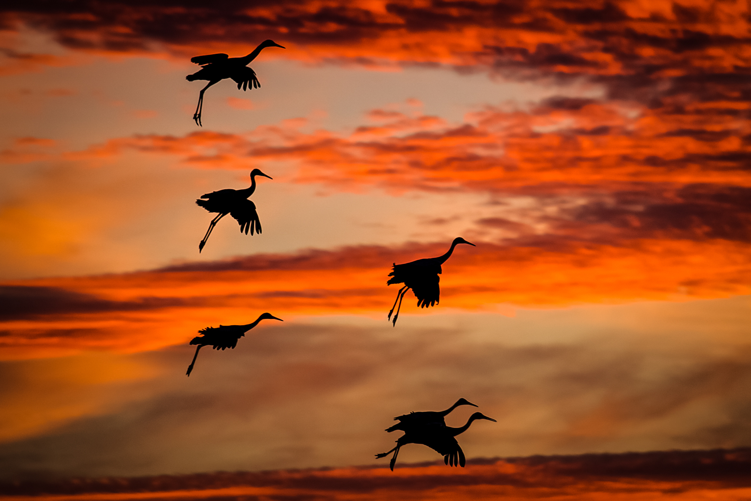 Sandhill Crane. Photo: Garrett Scales