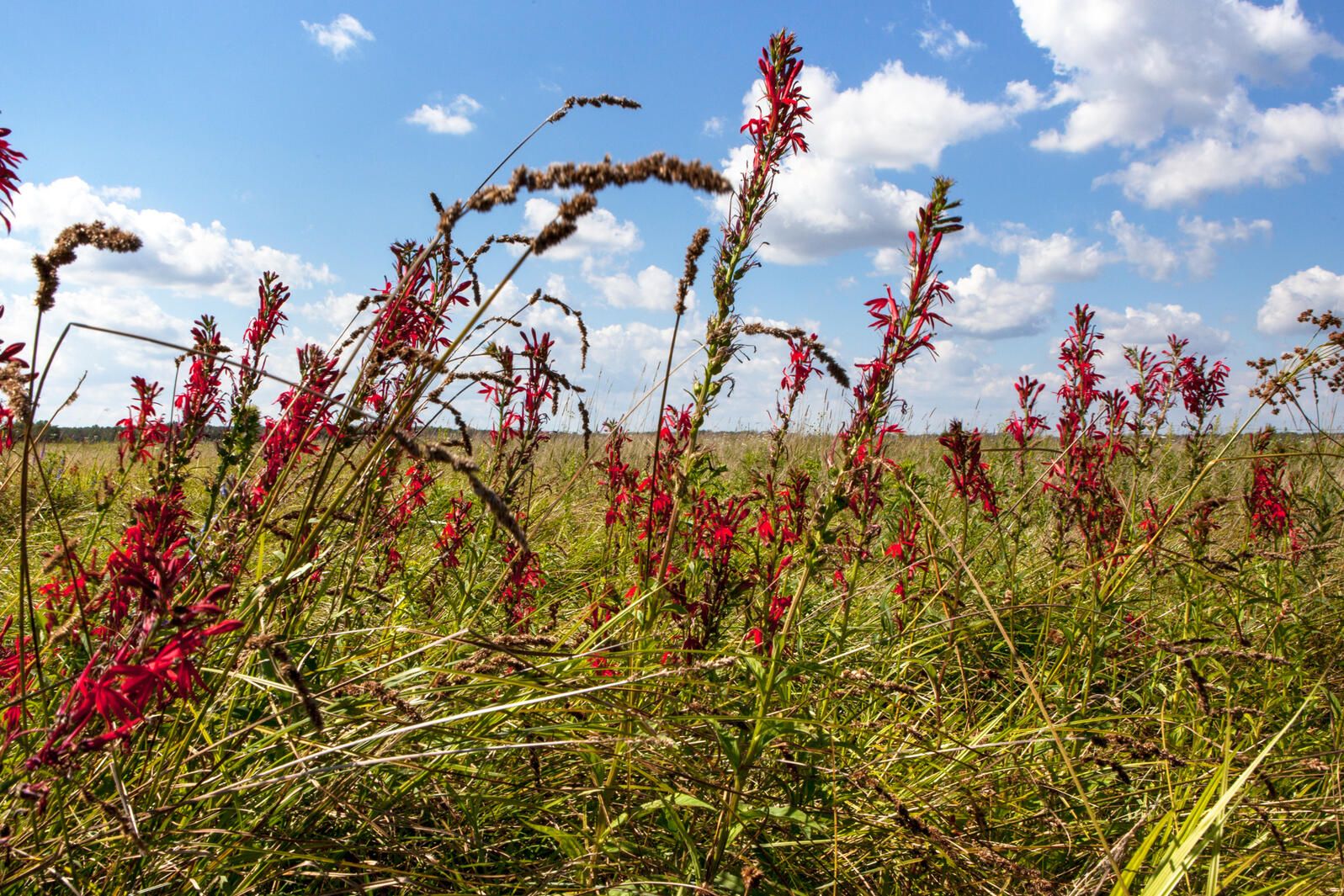 Cardinal Flowers are very yummy for hummingbirds, Bartel Grassland, Cook County, Illinois. Photo: Camilla Cerea