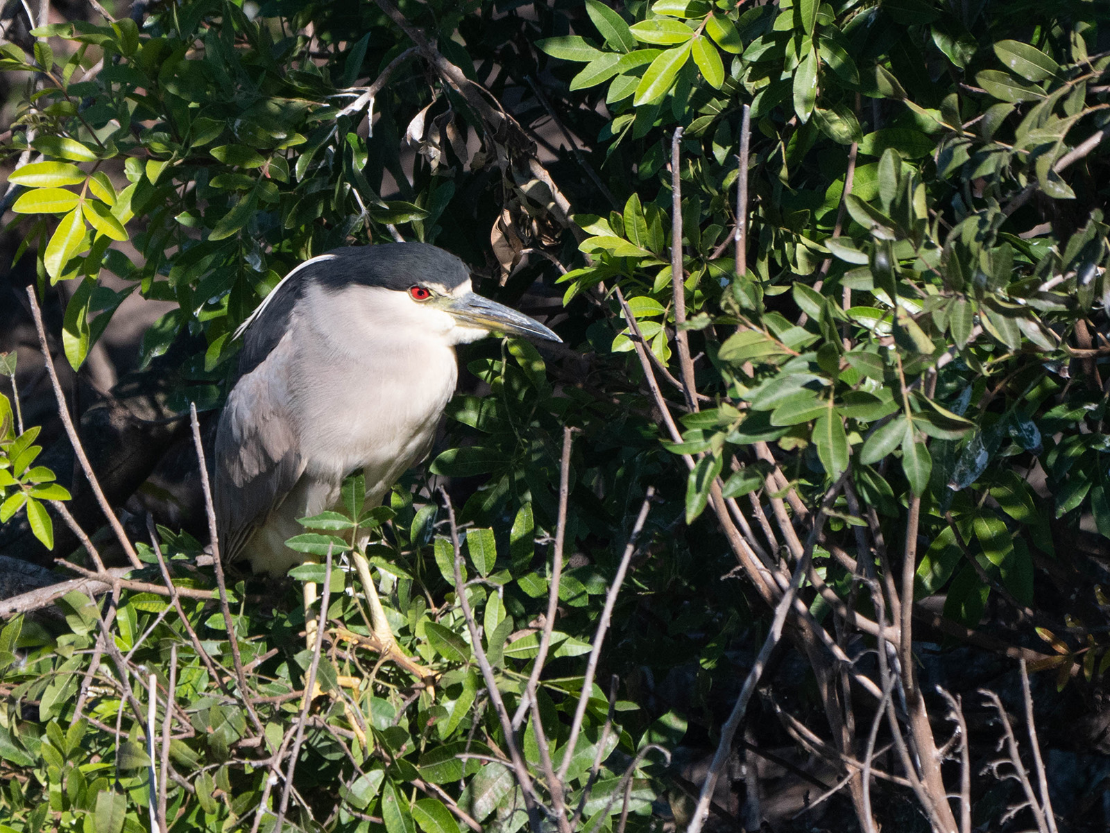 Black-crowned Night Heron perched in a tree, with leaves in the background. Photo: Cheryl Black.