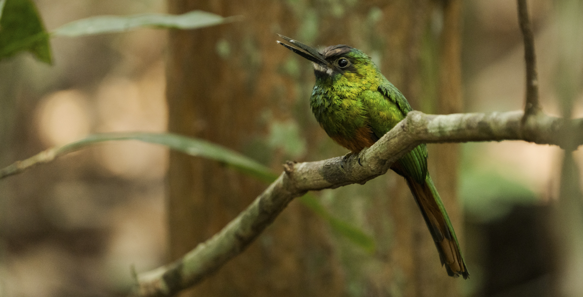 White-chinned Jacamar.