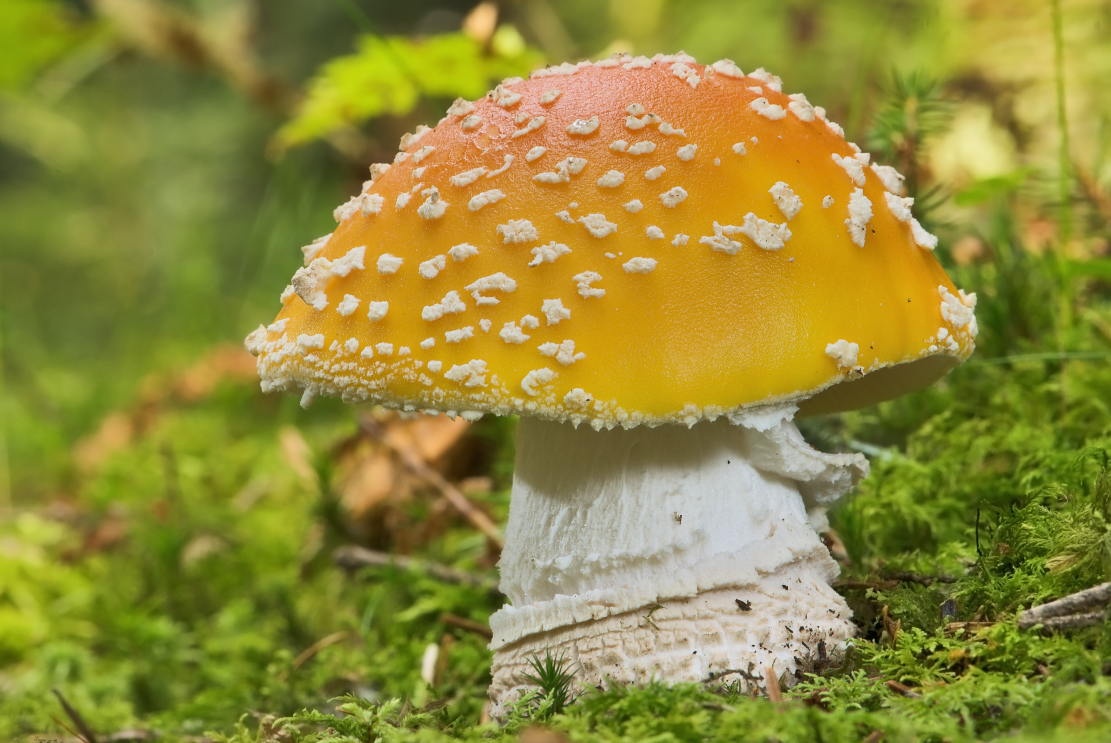 Yellow fly agaric (Amanita muscaria).