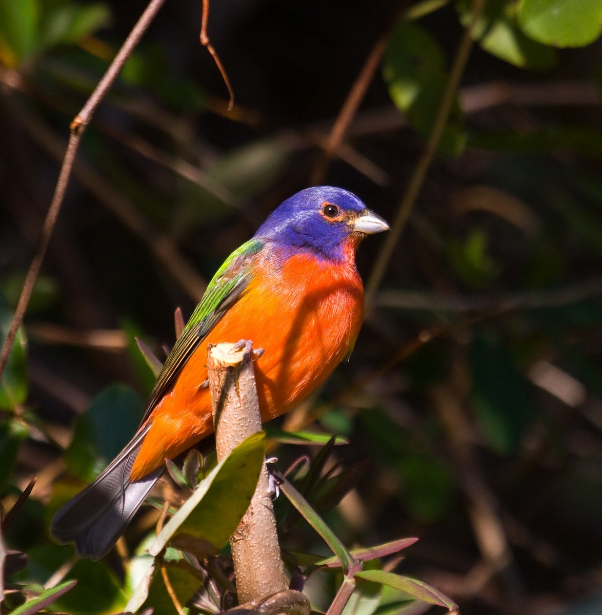 Painted Bunting standing on a twig. Leaves in the background.
