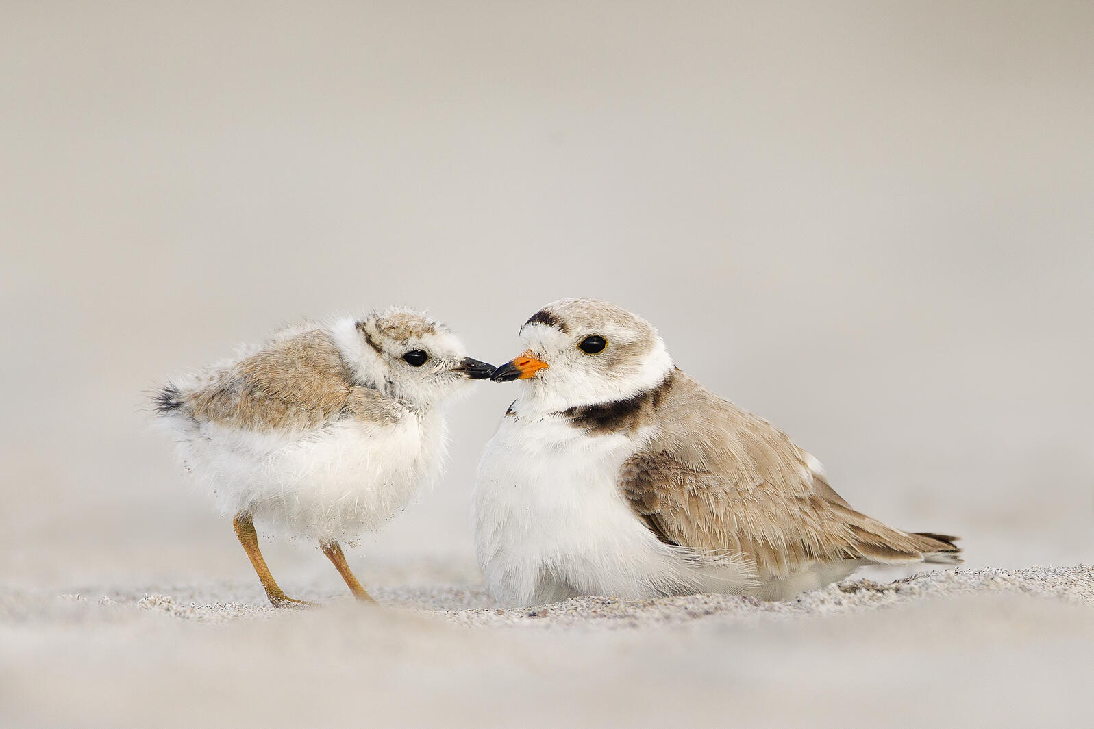 Piping Plovers are one of Michigan's 55 high vulnerability species due to climate change. Piping Plovers. Photo: Melissa Groo/Audubon Photography Awards