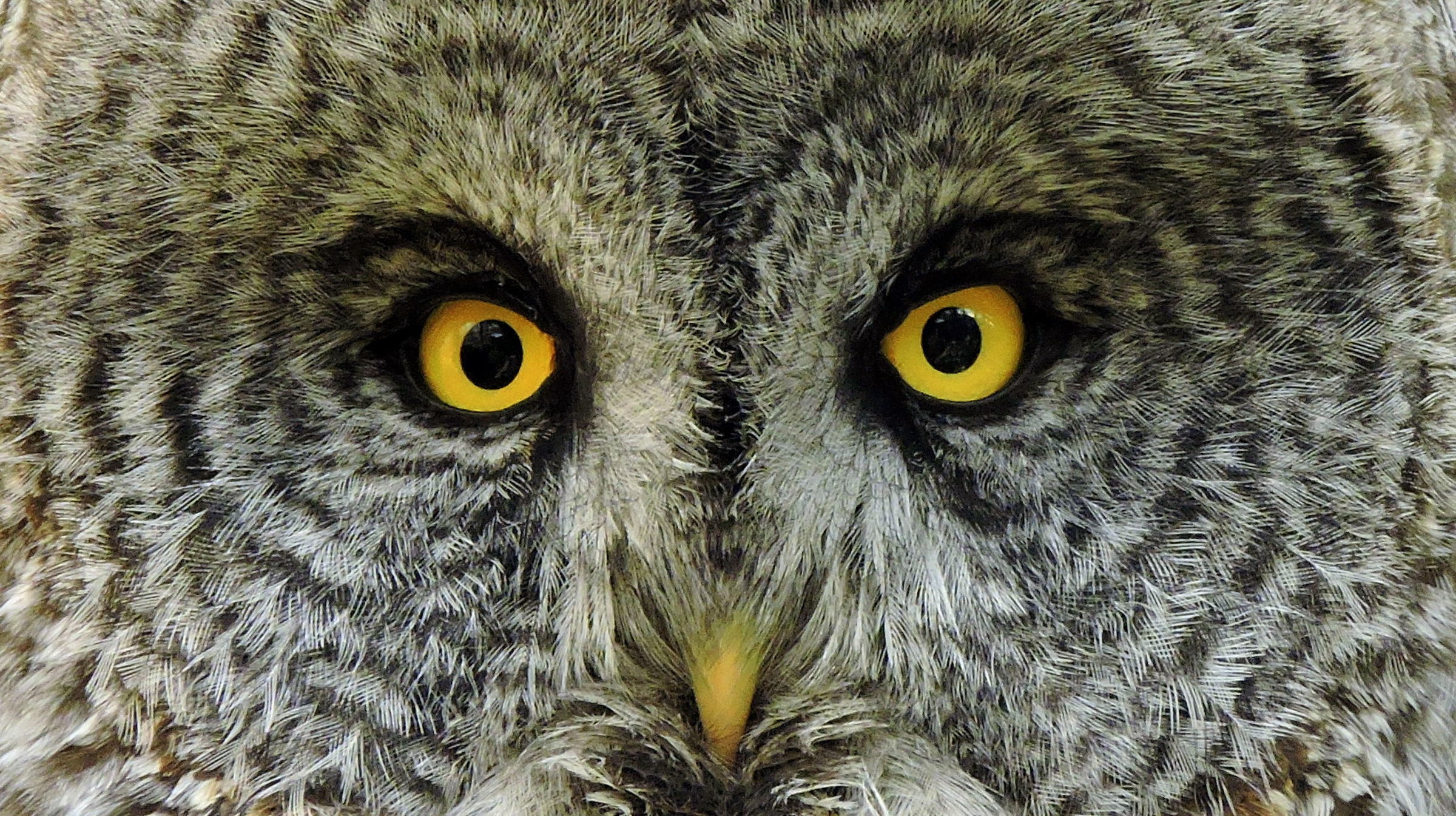 Great Gray Owl. Photo: Deanna Beutler/Audubon Photography Awards