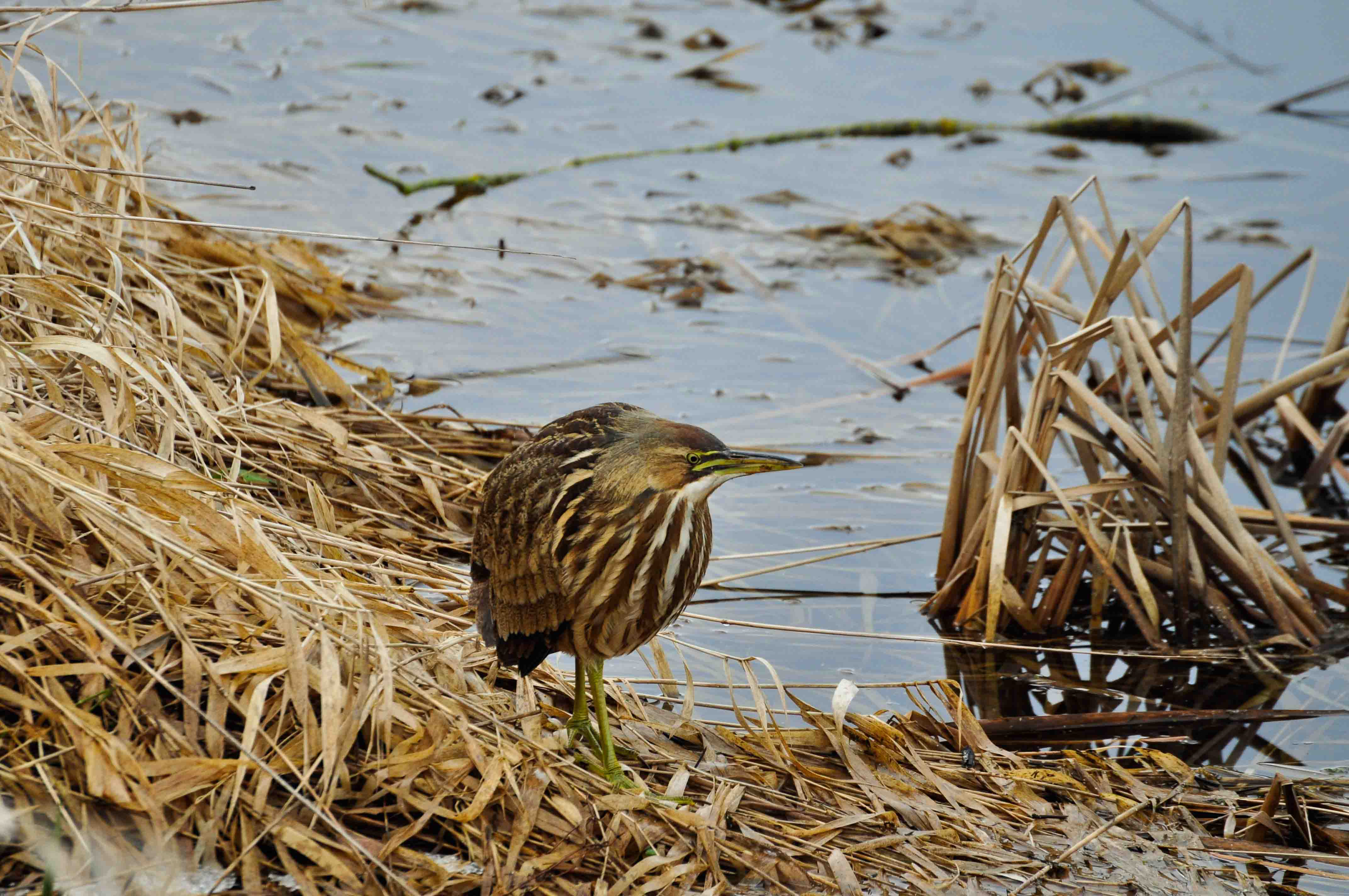 American Bittern crouched in reeds next to the water. 