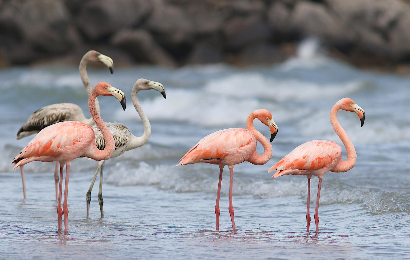 American Flamingoes at Port Washington, Wisconsin. Photo: Tom Prestby/Audubon Great Lakes