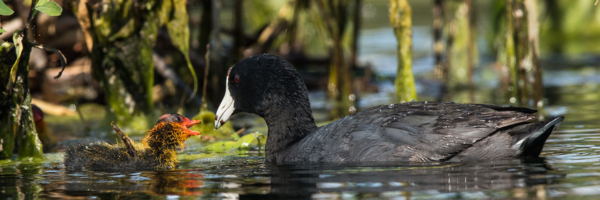 American Coot