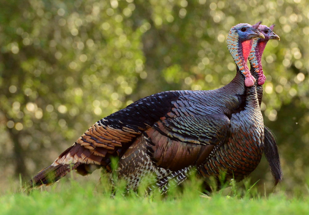 Wild Turkey. Photo: Steve Green/Audubon Photography Awards.