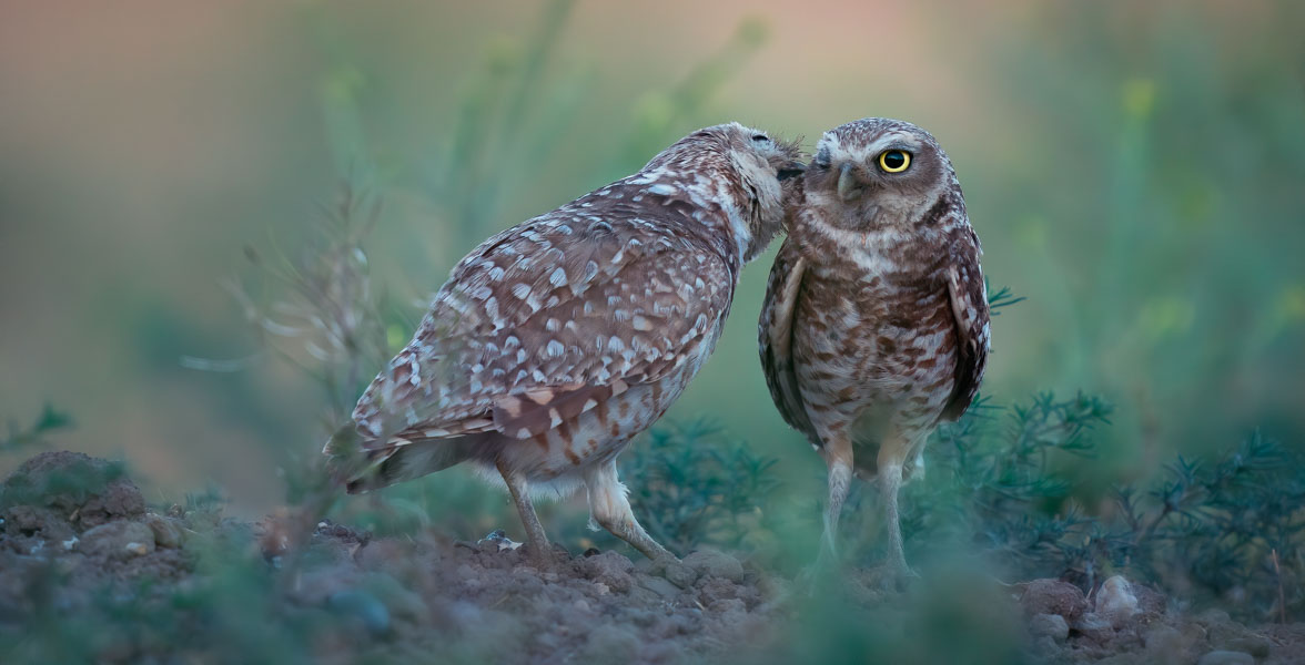 Two brown and beige owls stand in open dirt patch among tall grass. One owl is preening the other.