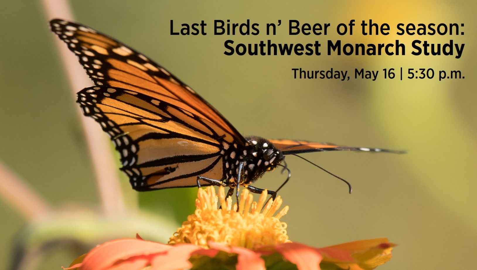 A Monarch Butterfly stands on a yellow and orange flower. Text reads: Last Birds n' Beer of the season: Southwest Monarch Study / Thursday, May 16 | 5:30 p.m.