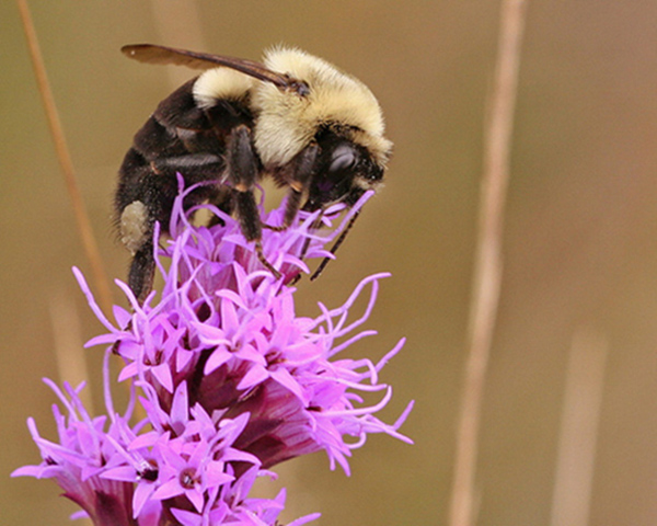 A bumblebee on a purple flower.