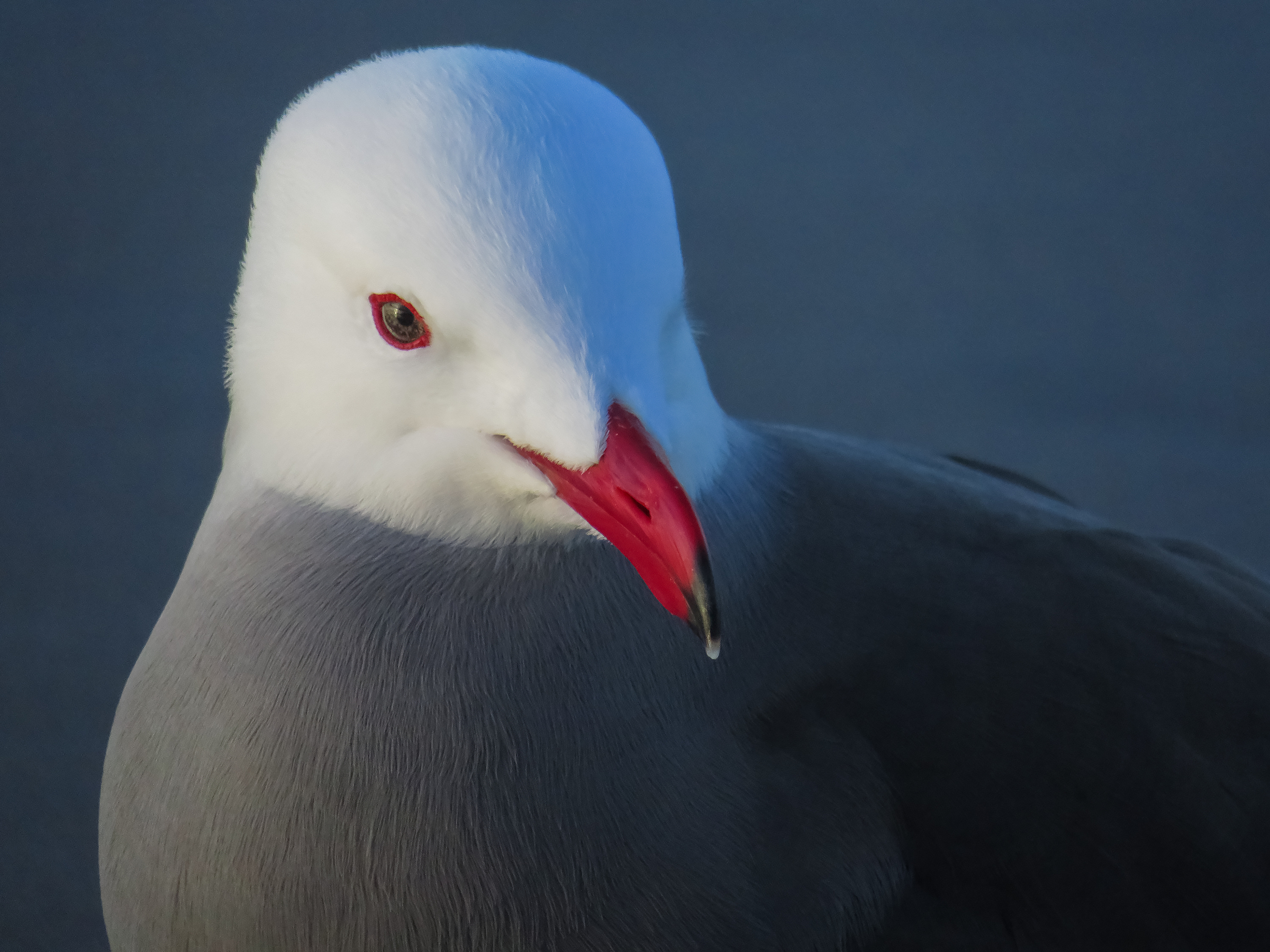 Heermann's Gull