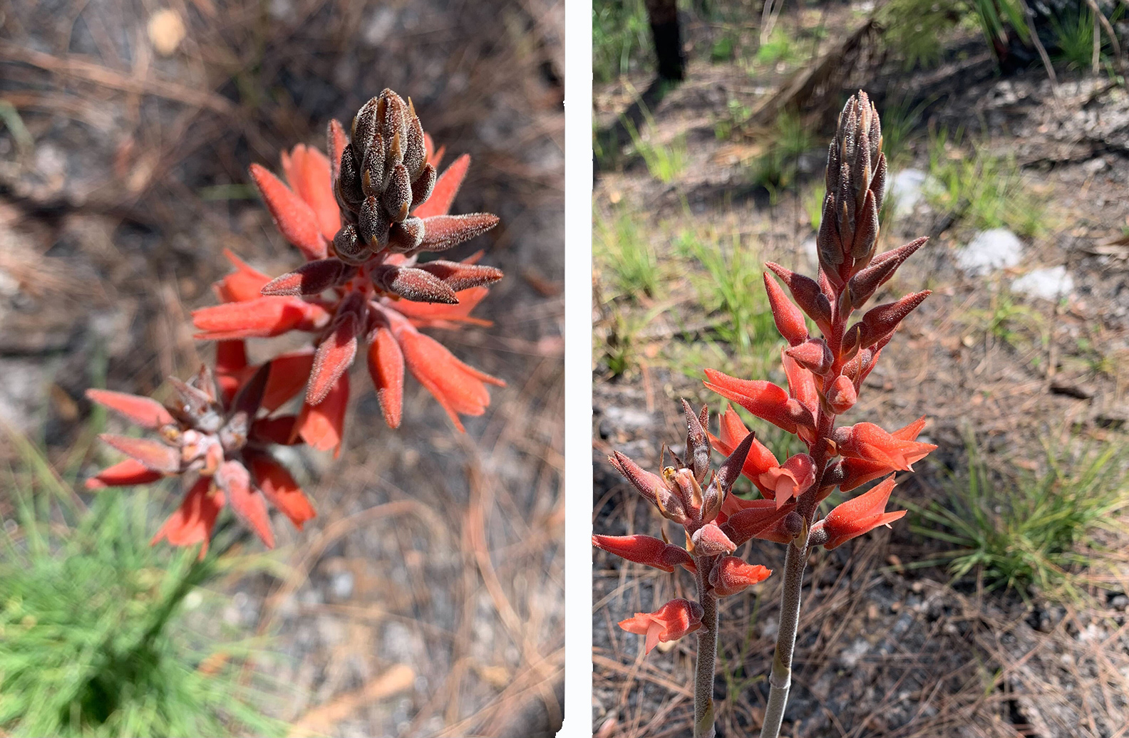 Photos of red flower spikes growing out of the ground