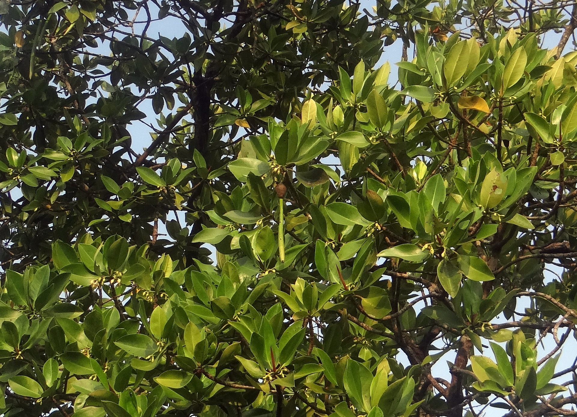 close up photo of mangrove leaves