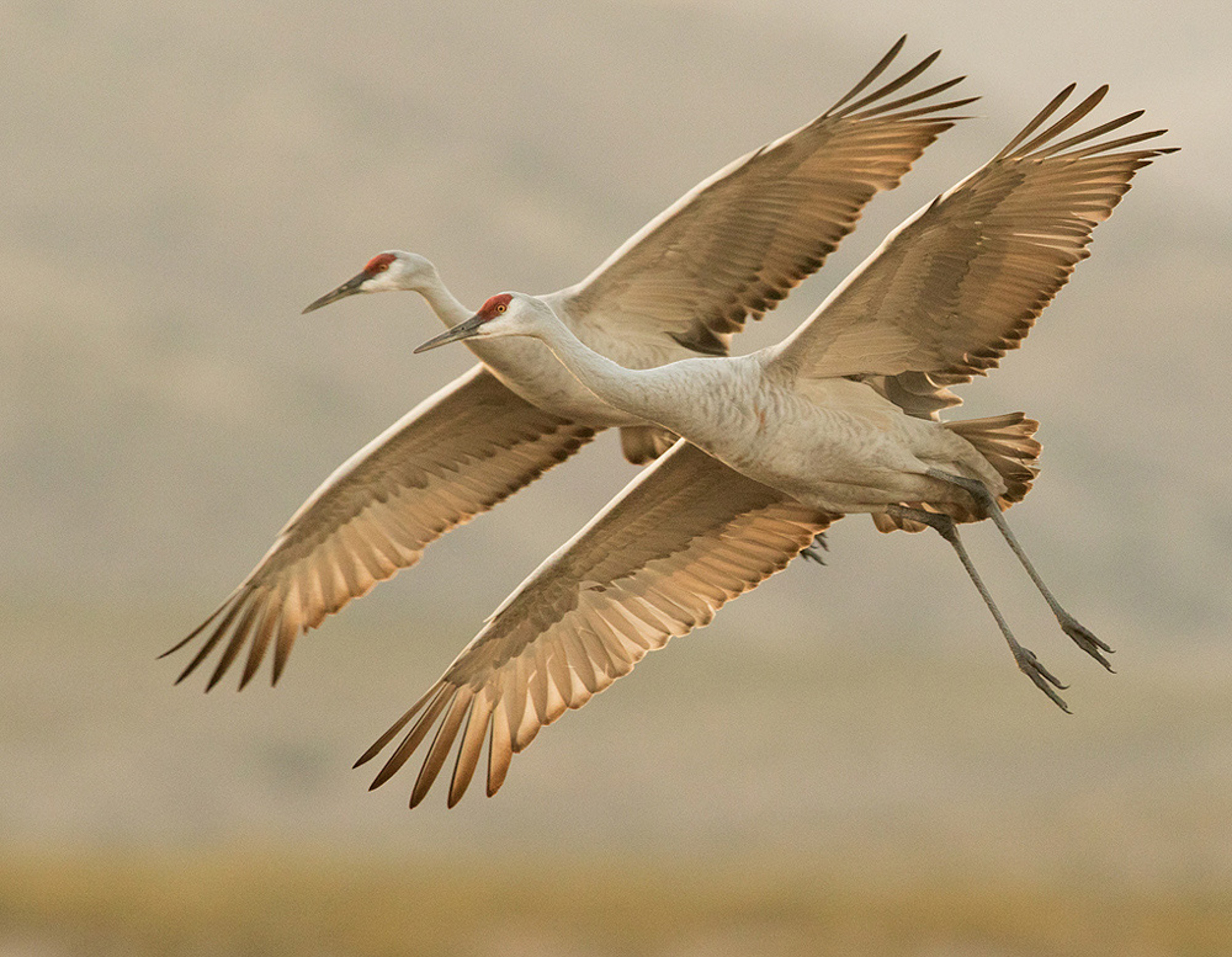 Sandhill Cranes