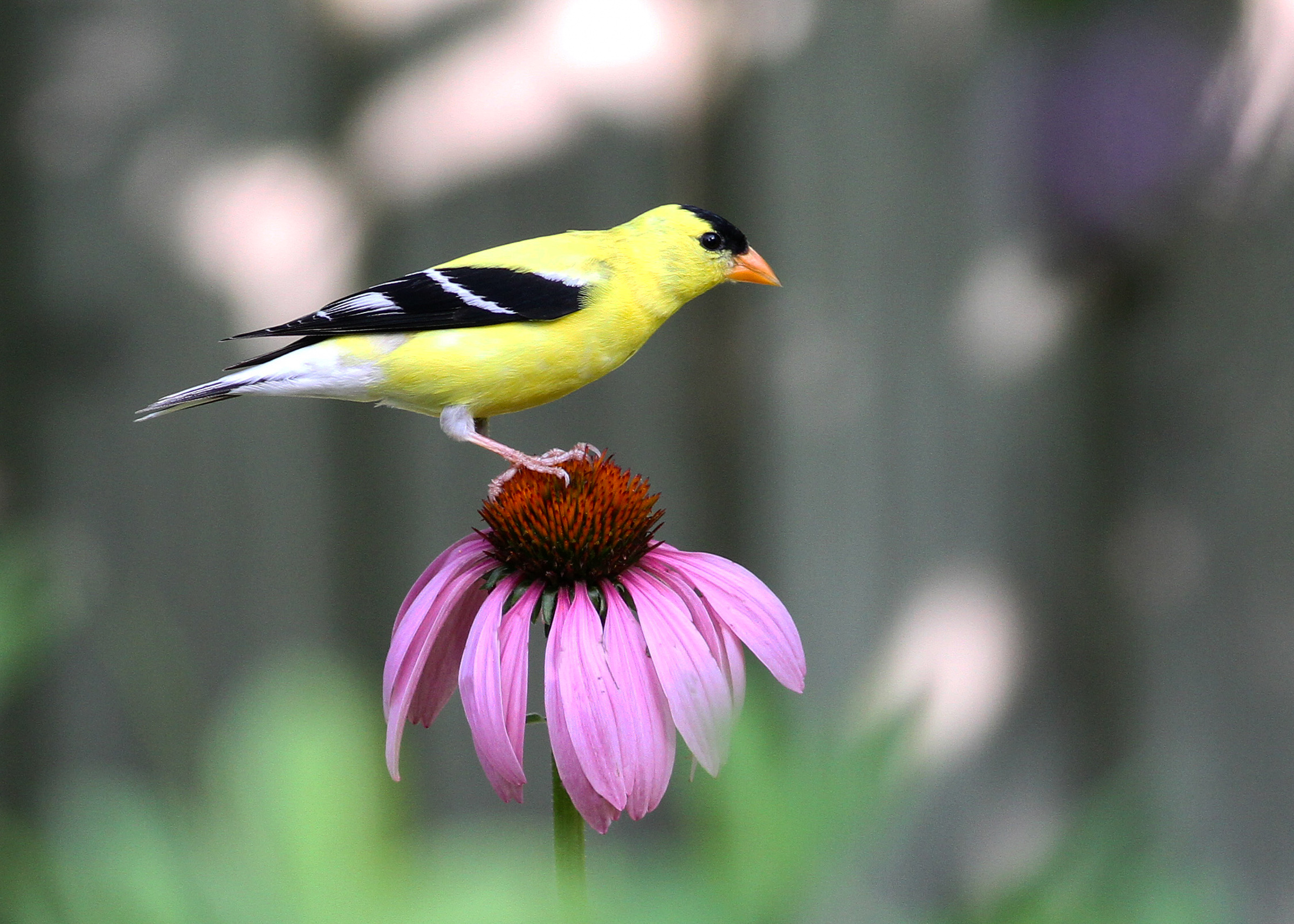 American Goldfinch and Purple Coneflower. Photo credit: Will Stuart