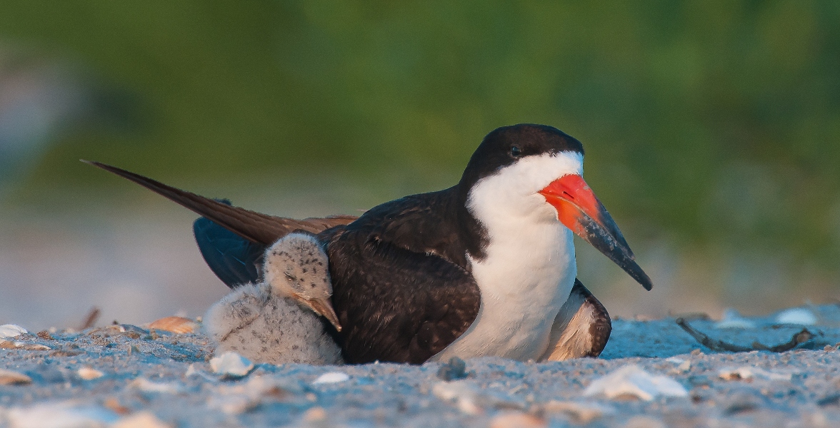 Black Skimmer adult and chicks.