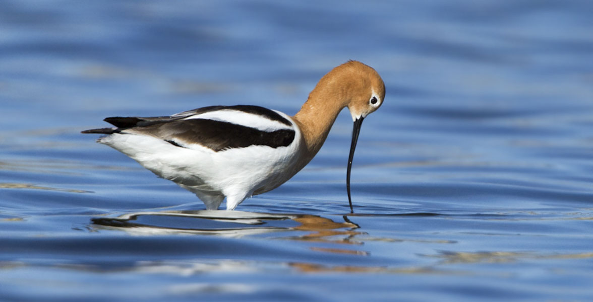 An American Avocet wades in shallow water.