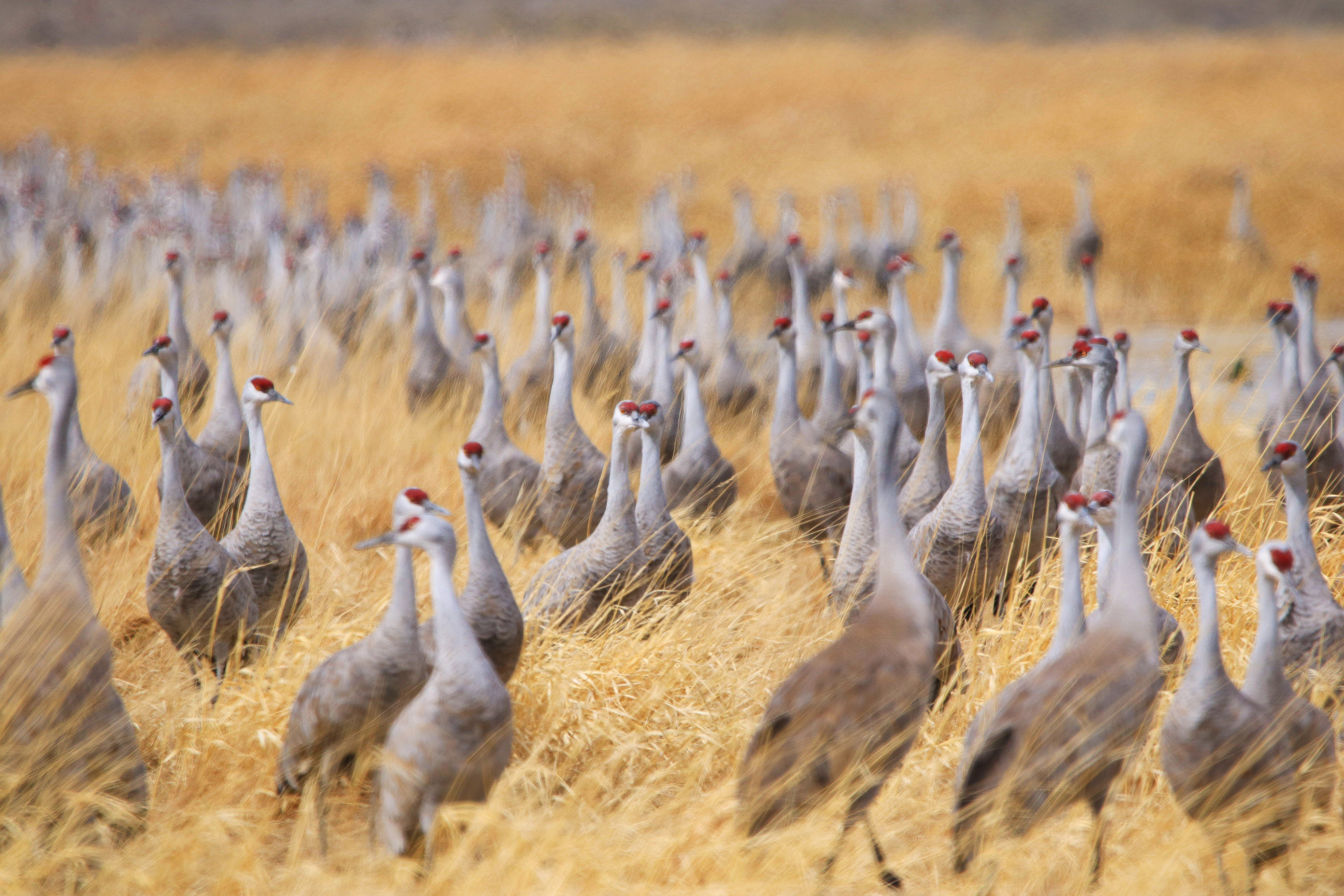 Sandhill Crane