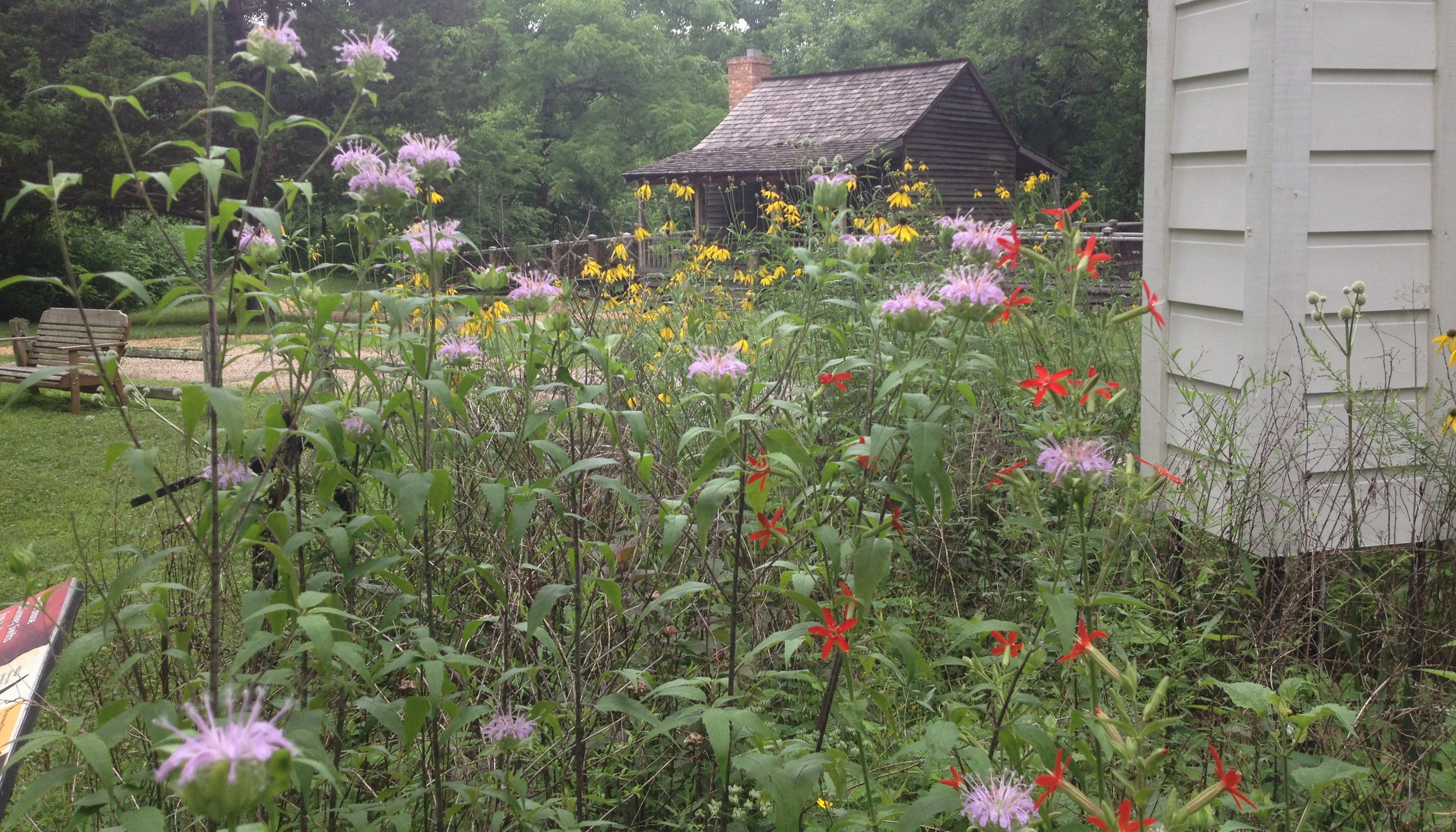 native plants