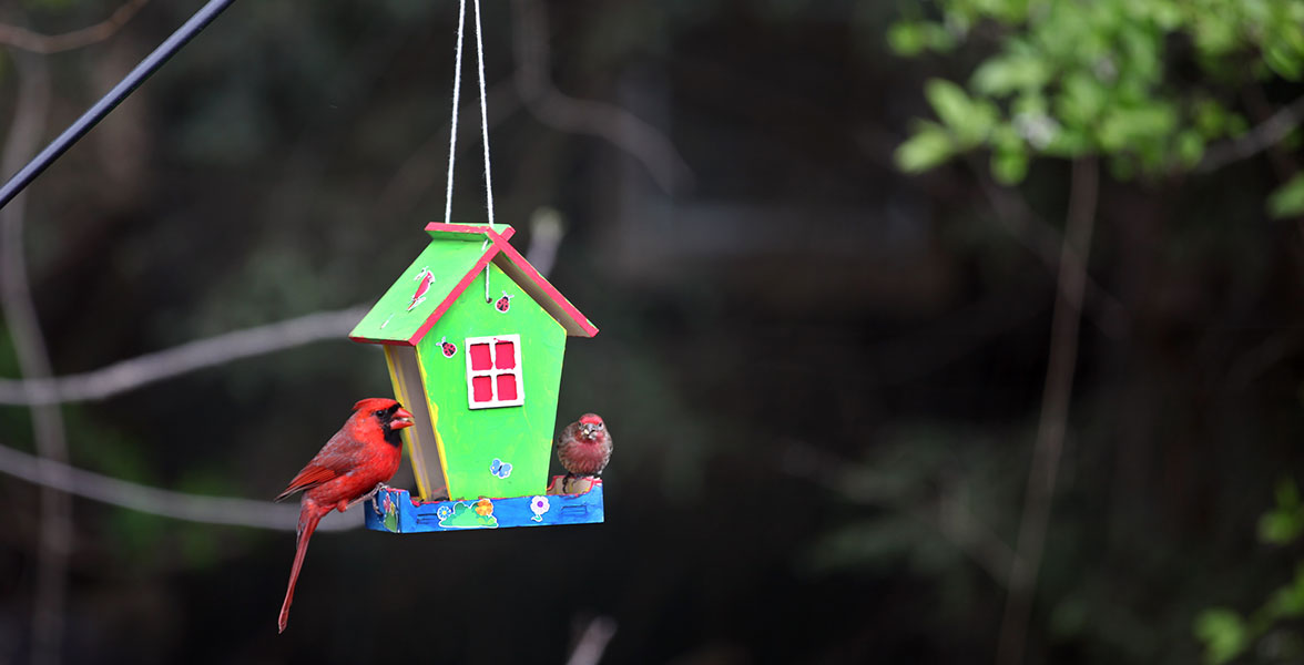 Audubon Birdfeeder Craft Kit.