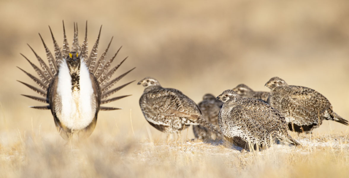 A small group of drab brown female ground birds gather near a brown and white male ground bird on grassland.