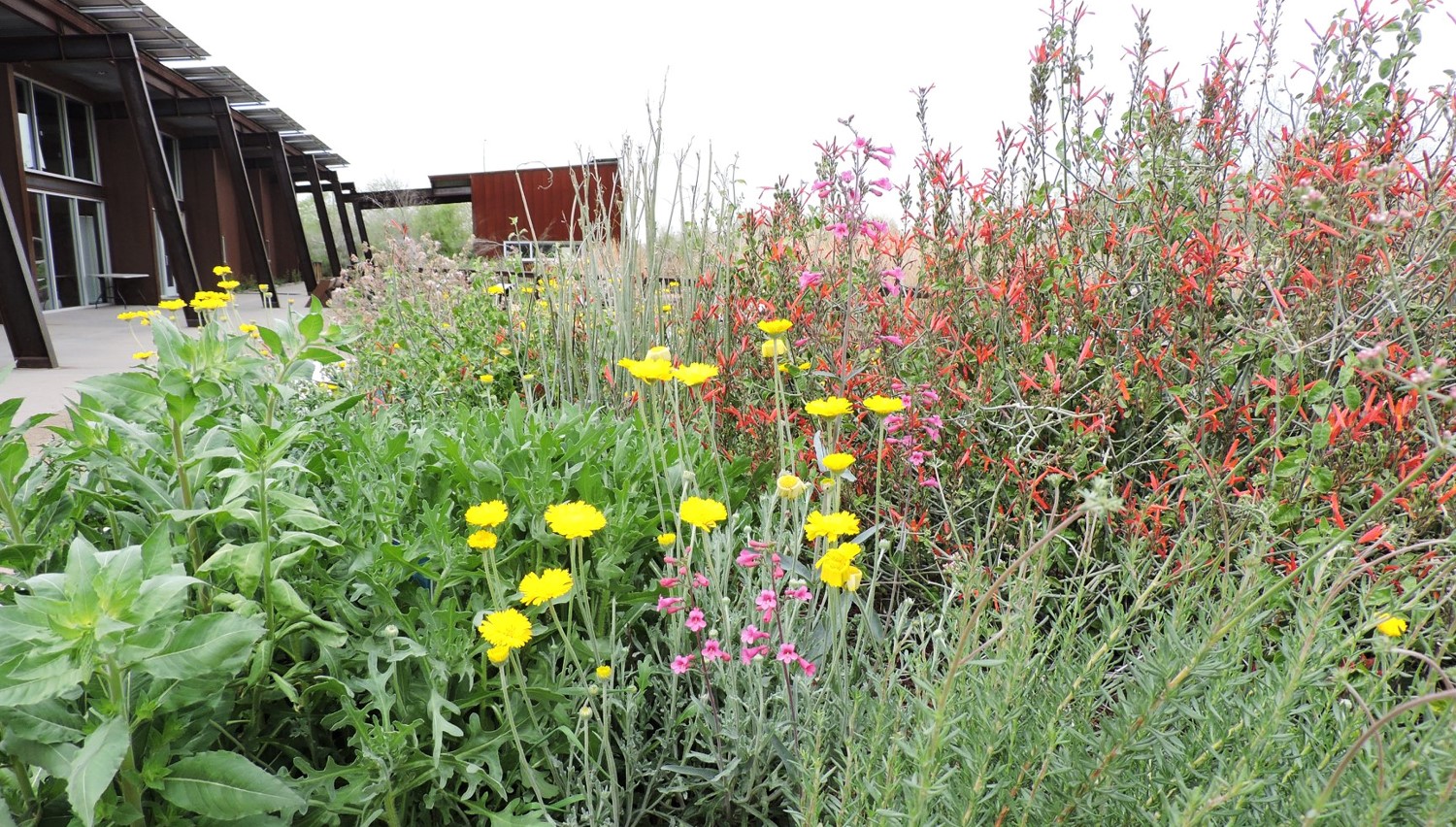 The Rio Salado Audubon Center's plants for birds planter shows off tons of native plants currently in bloom, from the bright yellow Desert Marigold to fiery orange Chuparosa. 