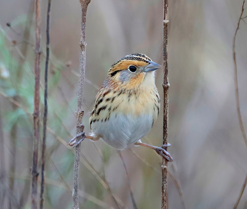 Le Conte's Sparrow; Greg Lavaty/Flickr Commons