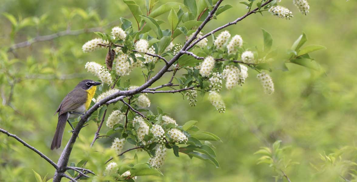 A Yellow-breasted Chat perched on a chokecherry tree.