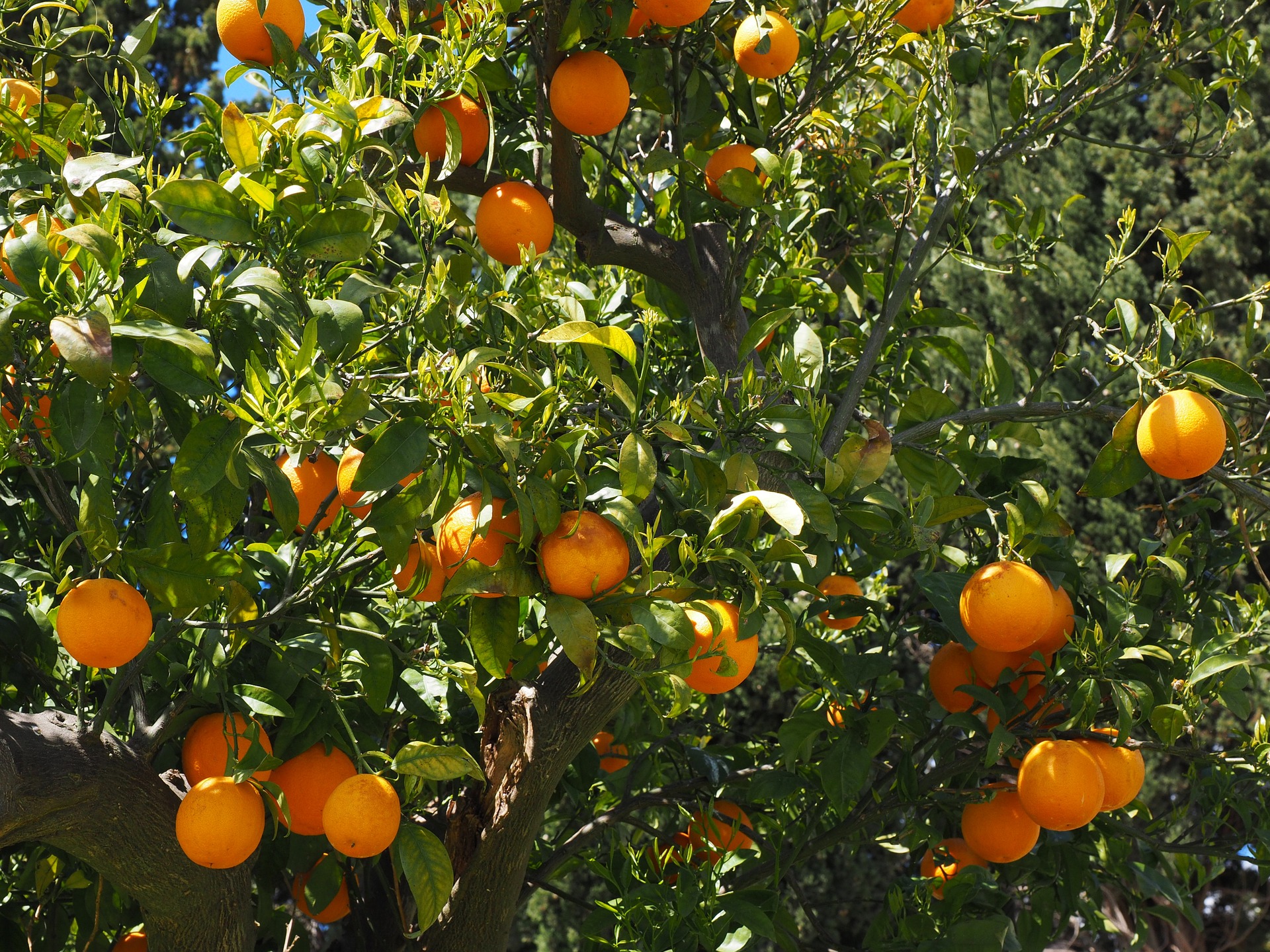 Oranges hanging from a green tree.